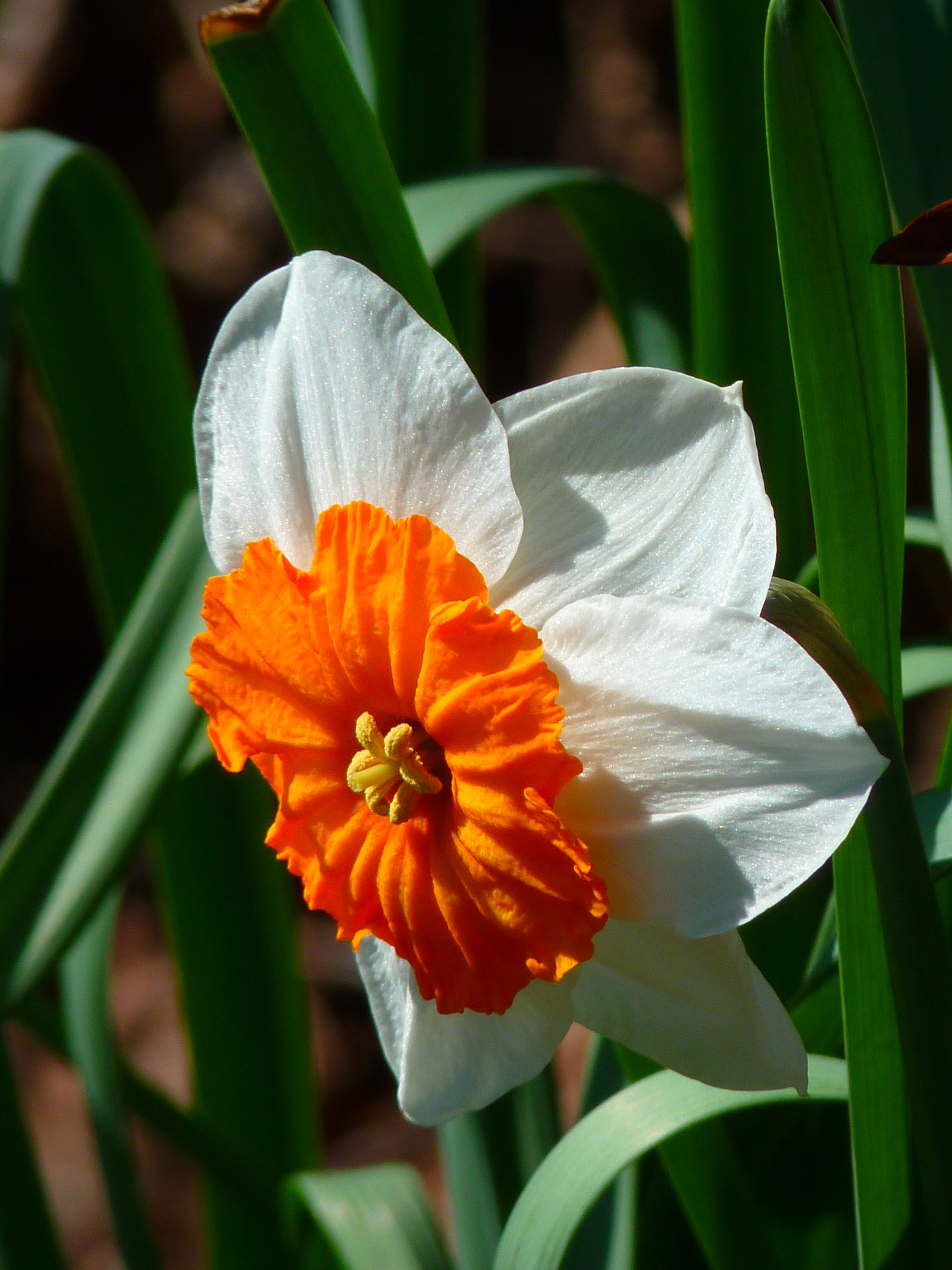 narcissus white flower plant blossom bloom 4k, Phone HD Wallpaper