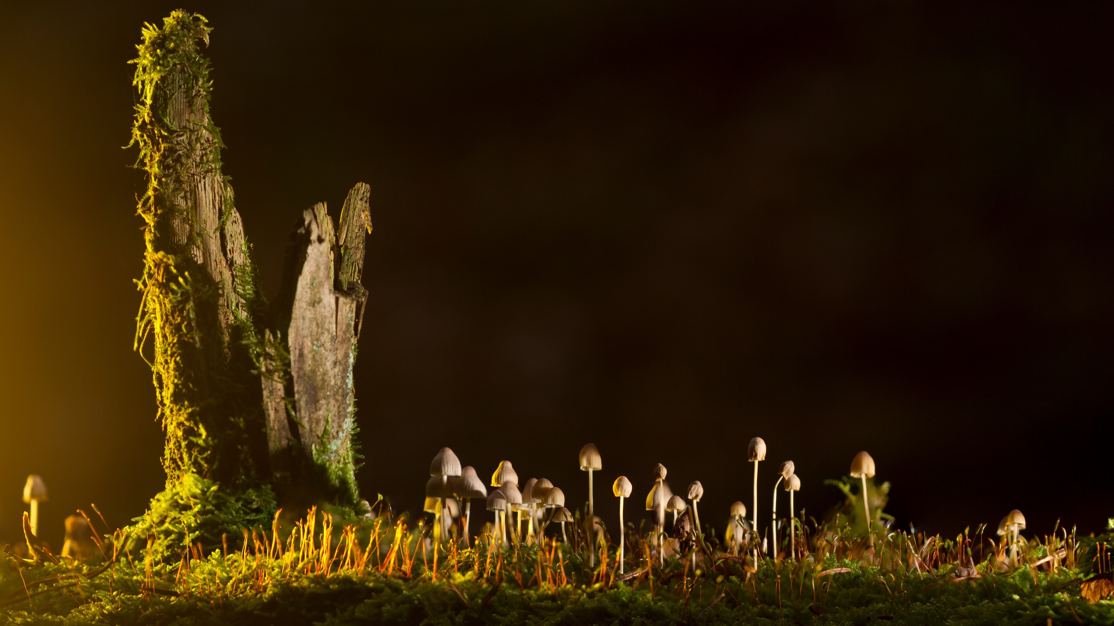 mushrooms small mushroom sponge nature 4k, HD Wallpaper