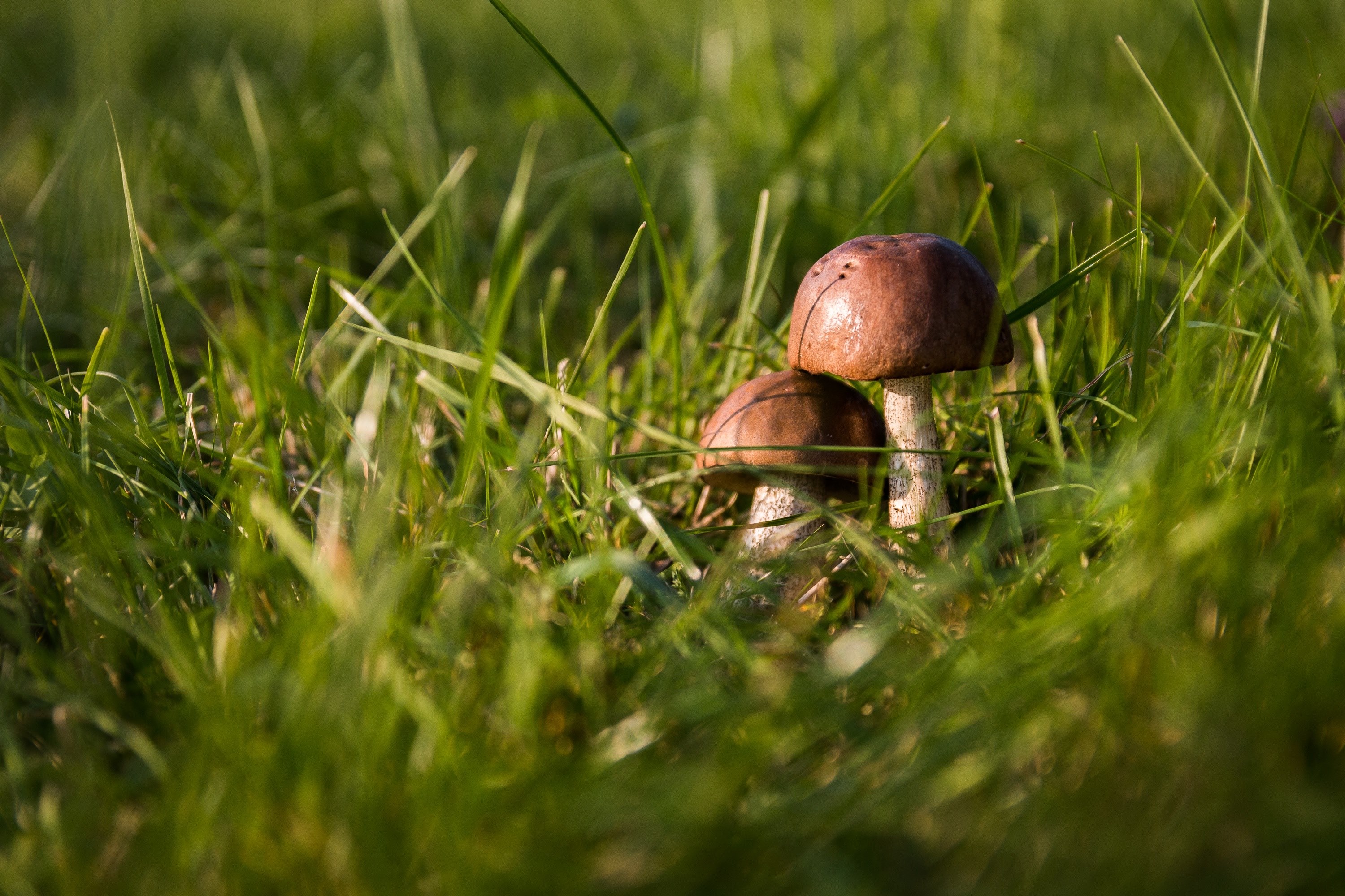 mushrooms autumn forest the collection of collect 4k, HD Wallpaper
