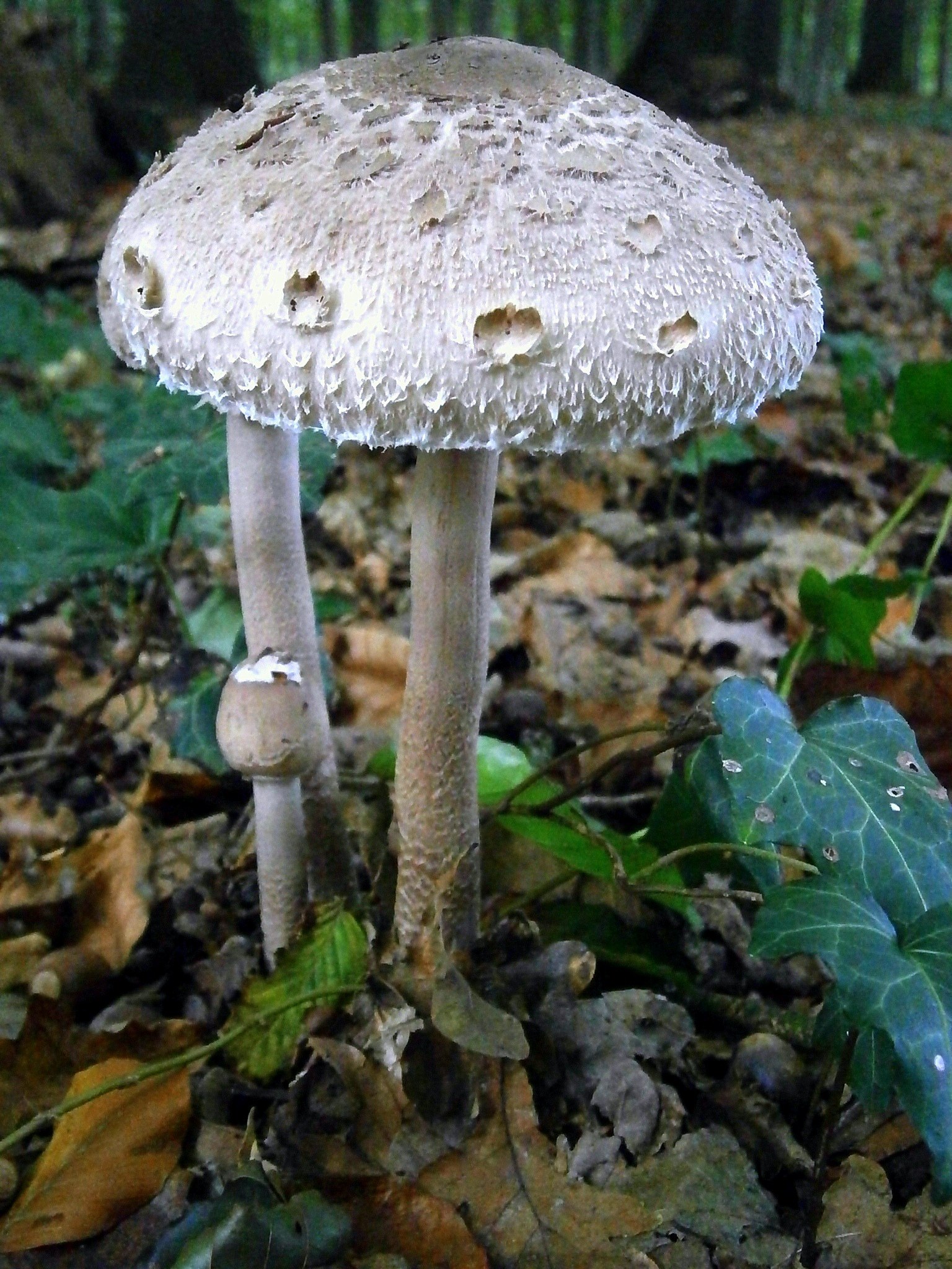 mushrooms mushroom grey white nature forest 4k, Phone HD Wallpaper