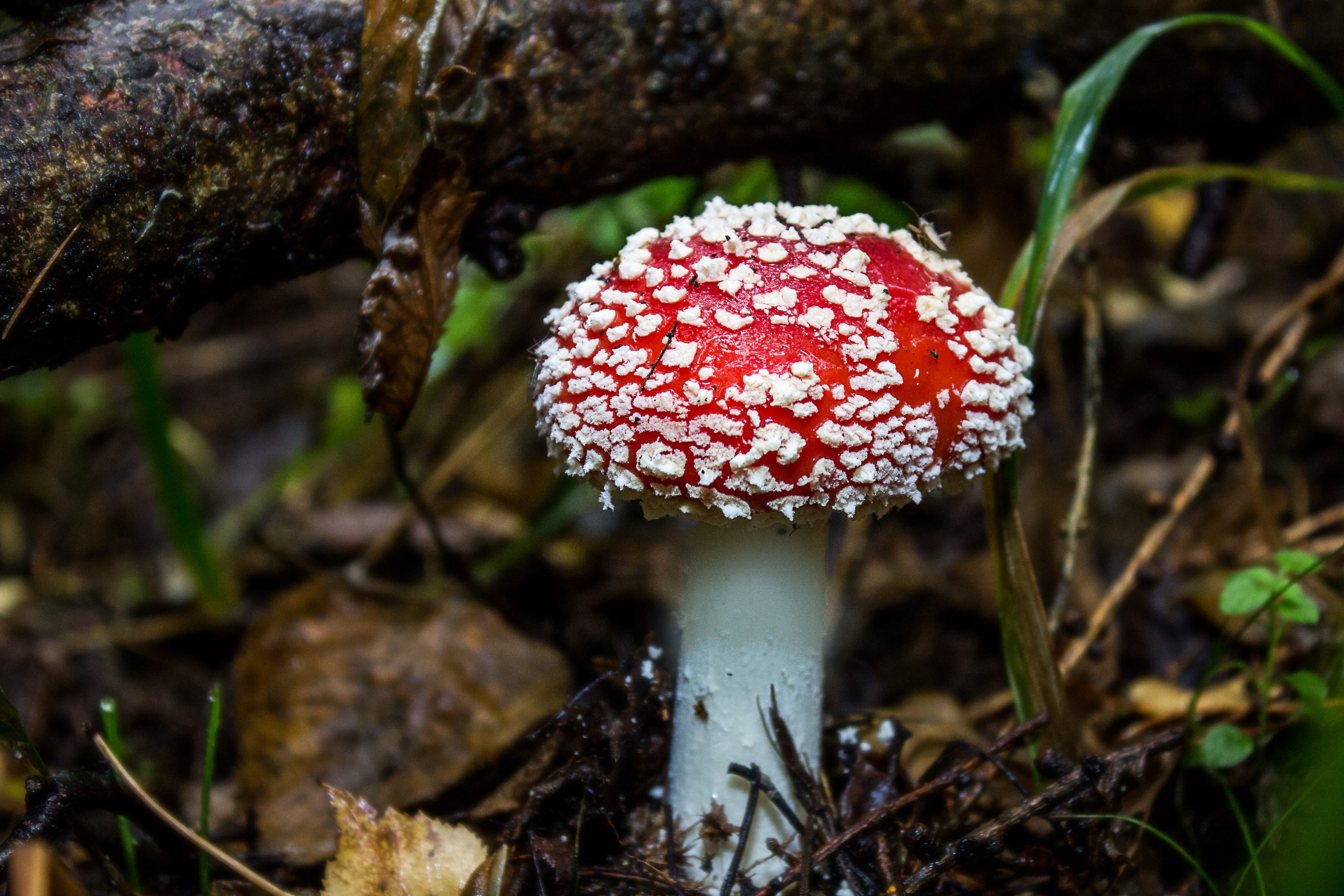 mushroom fly agaric toxic red fly agaric mushroom 4k, HD Wallpaper