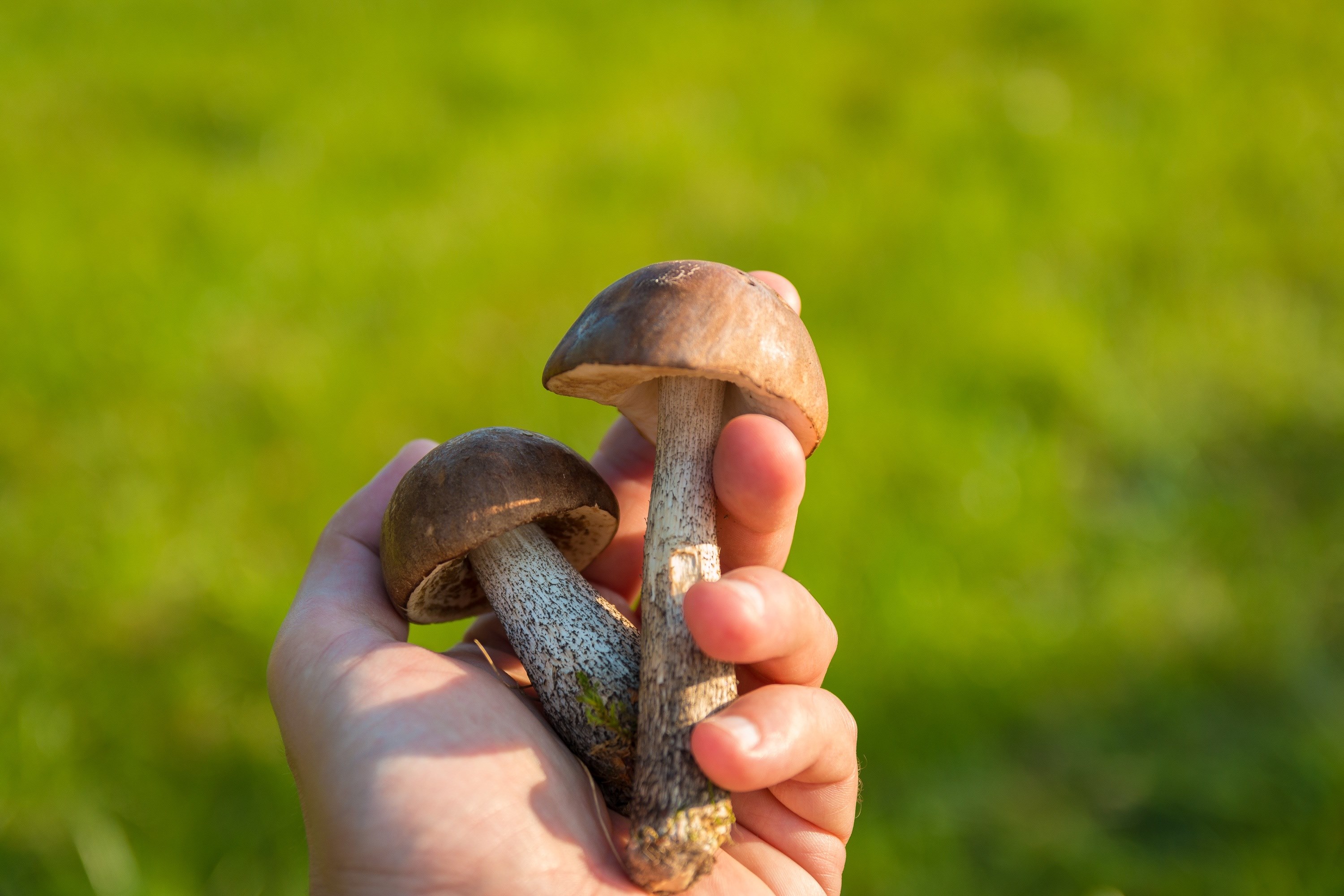mushrooms forest the collection of collect autumn 4k, HD Wallpaper