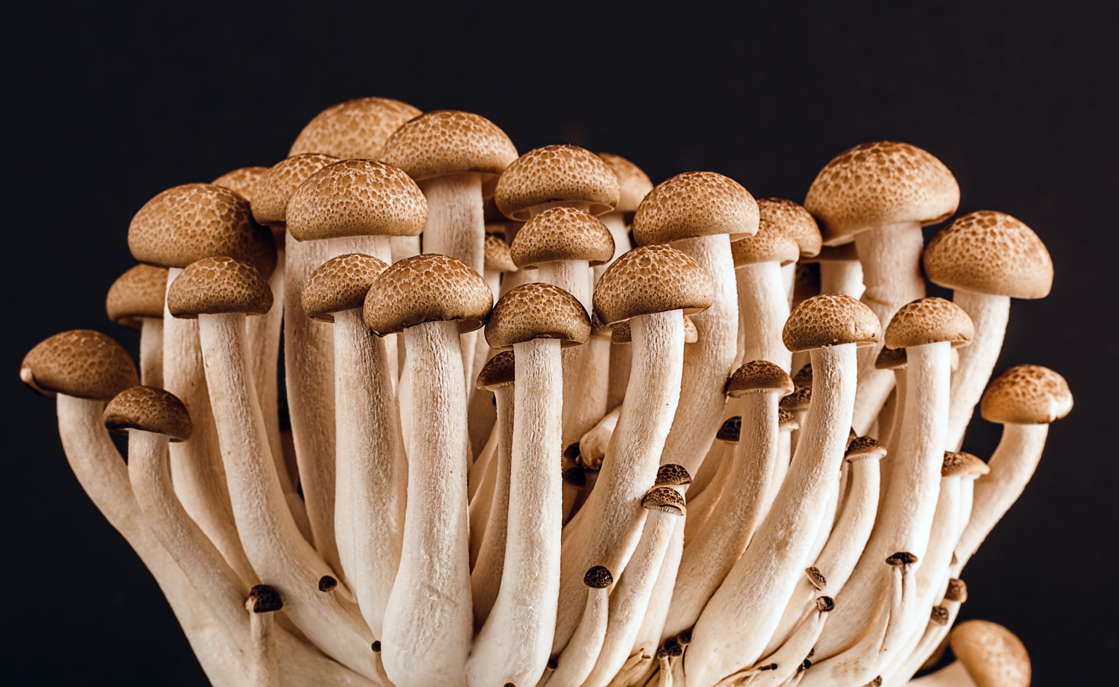 mushroom fungi fungus many food vegetarian 4k, HD Wallpaper