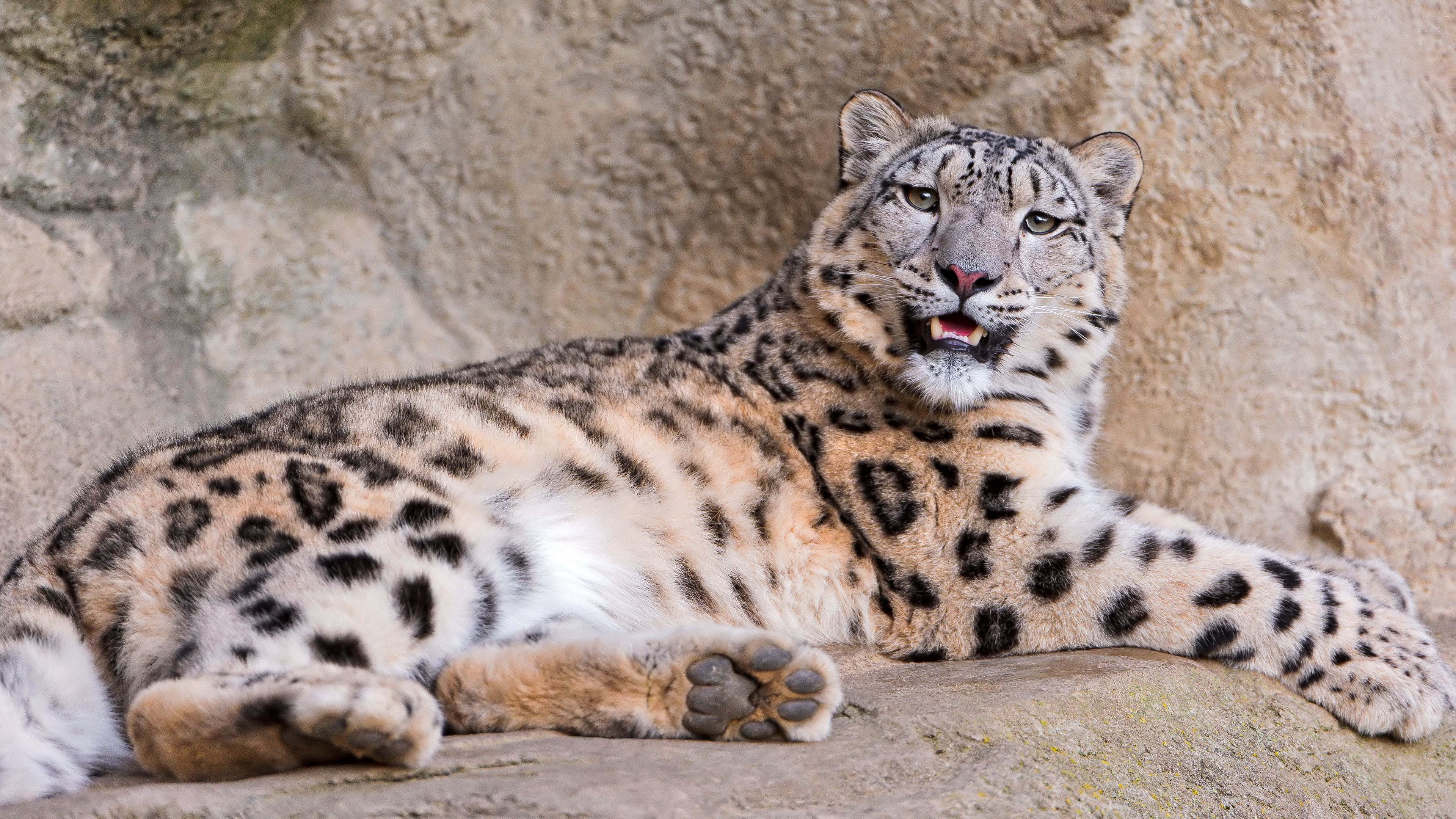 snow leopard, stones lie, teeth, anger, predator, 4k, HD Wallpaper