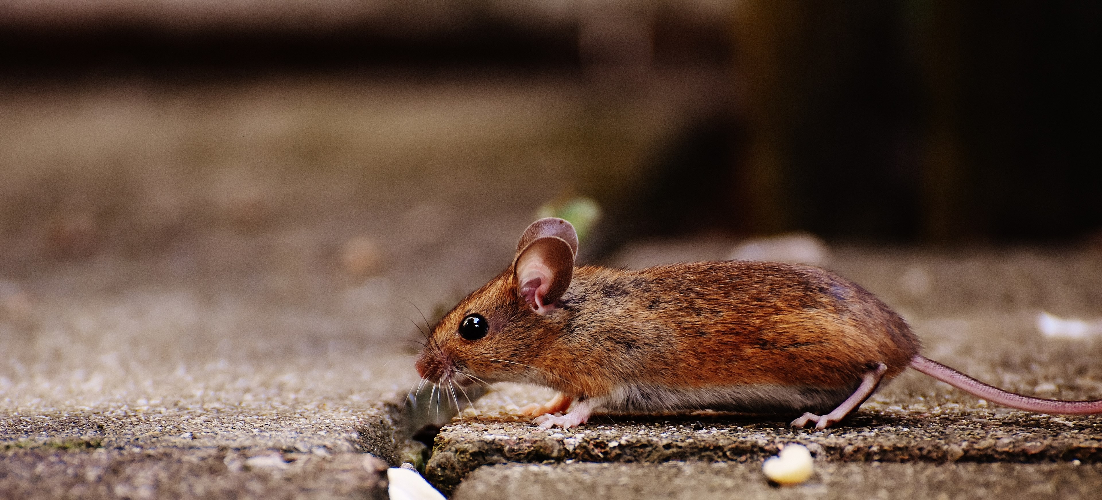 mouse rodent cute mammal nager nature animal 4k, HD Wallpaper