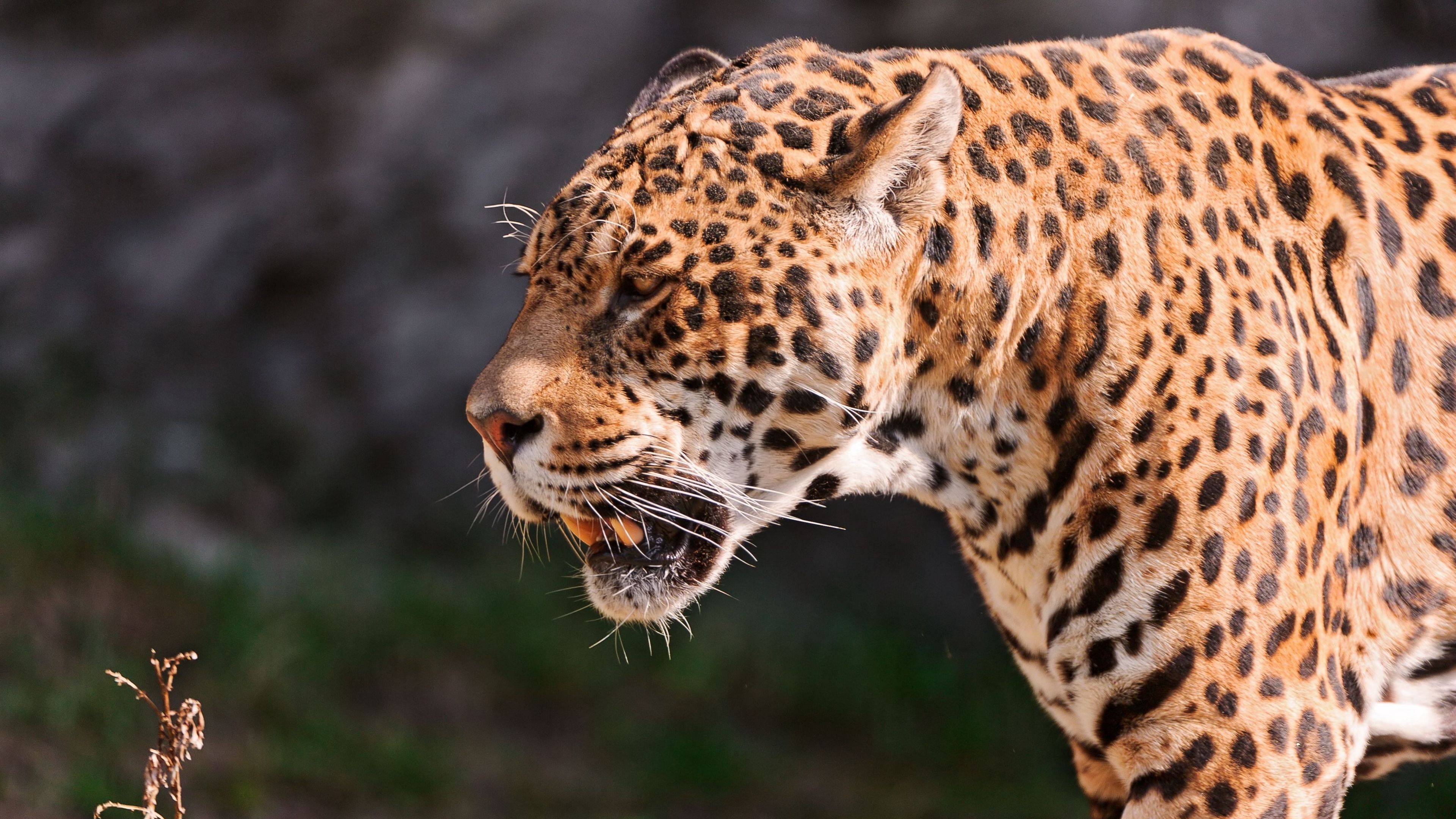 jaguar, grin, grass, predator, muzzle, 4k, HD Wallpaper