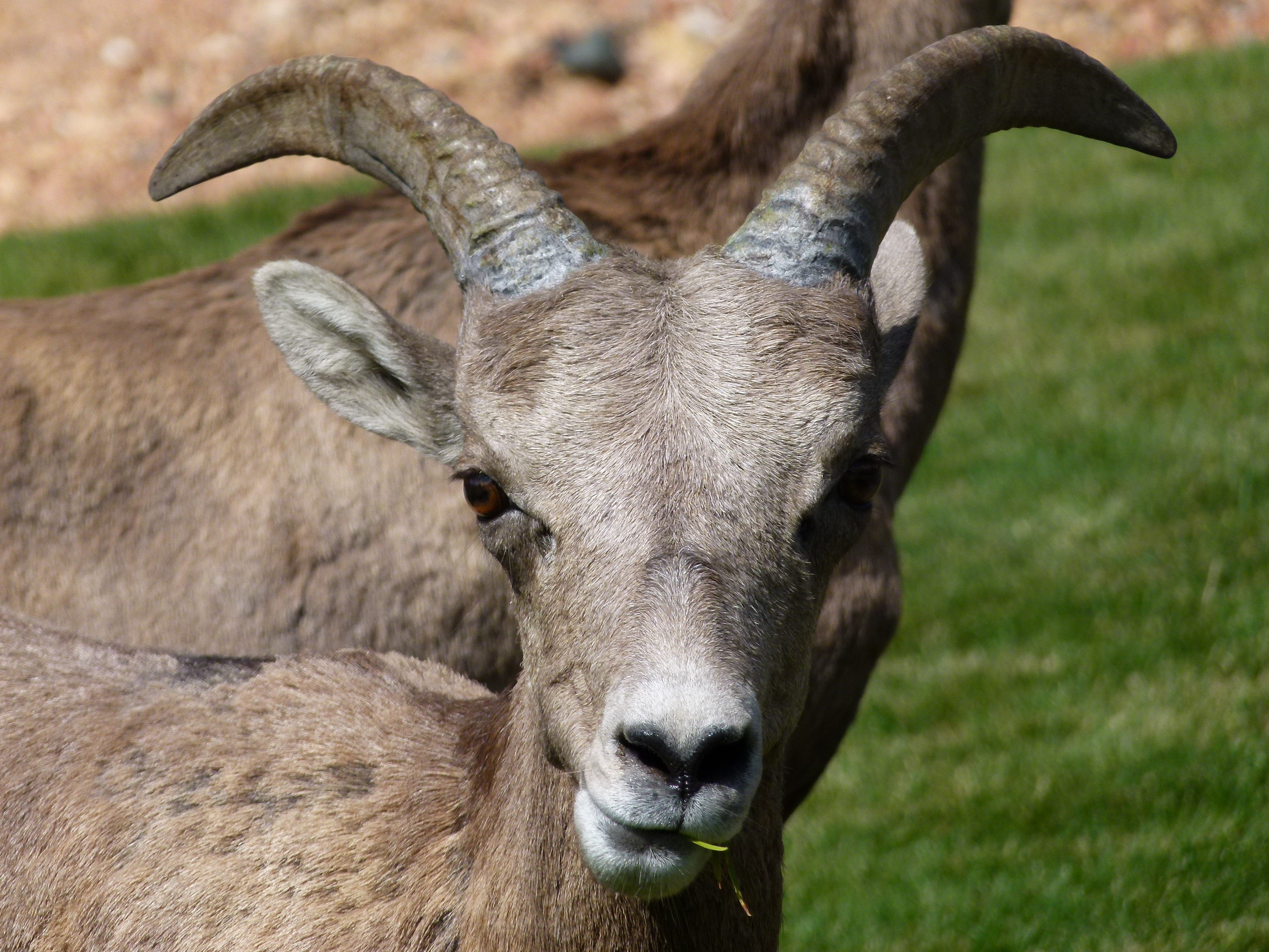 mountain sheep head horn garden animal mammal 4k, HD Wallpaper