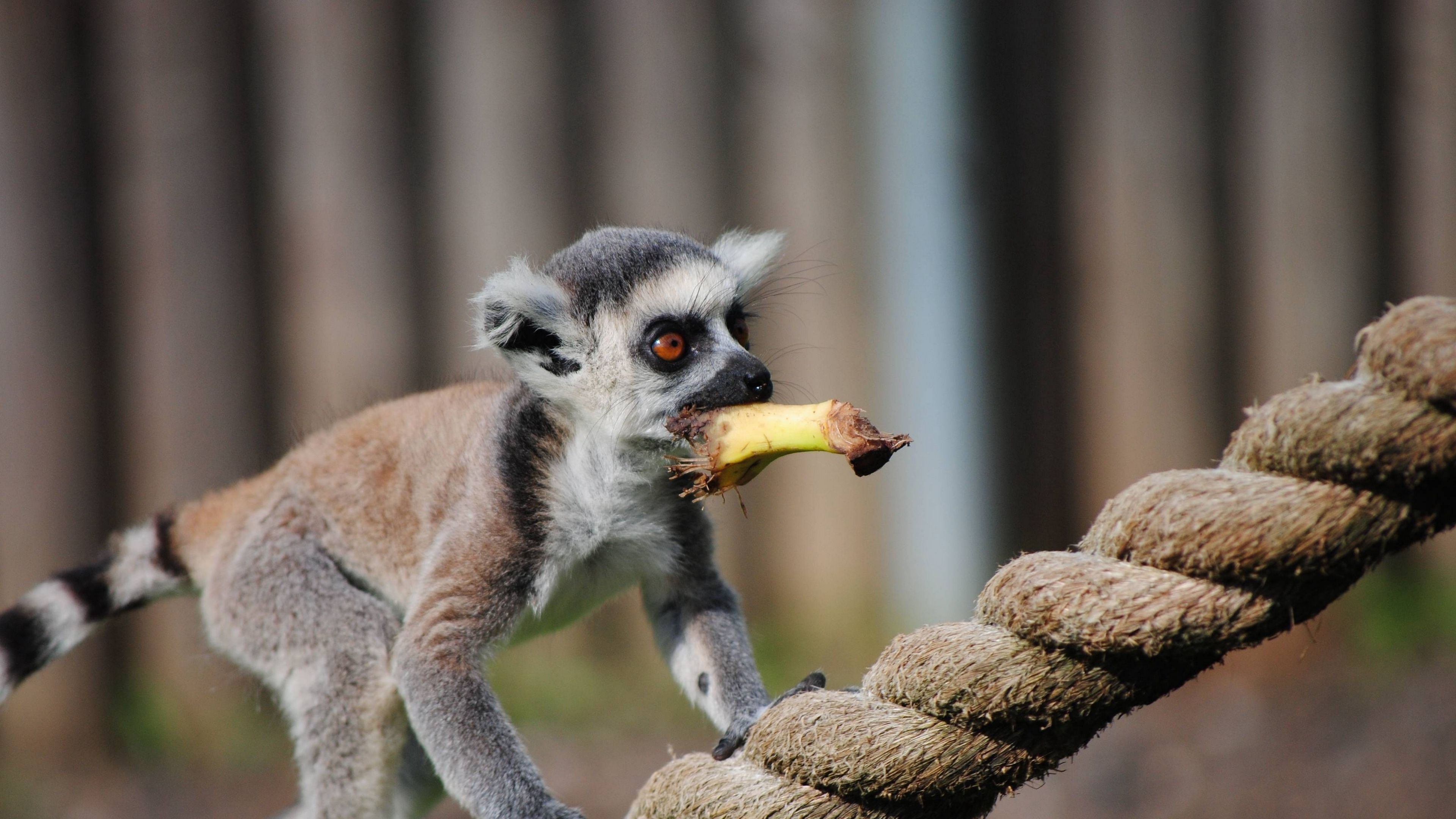 lemur, rope, food, walk, animal, 4k, HD Wallpaper