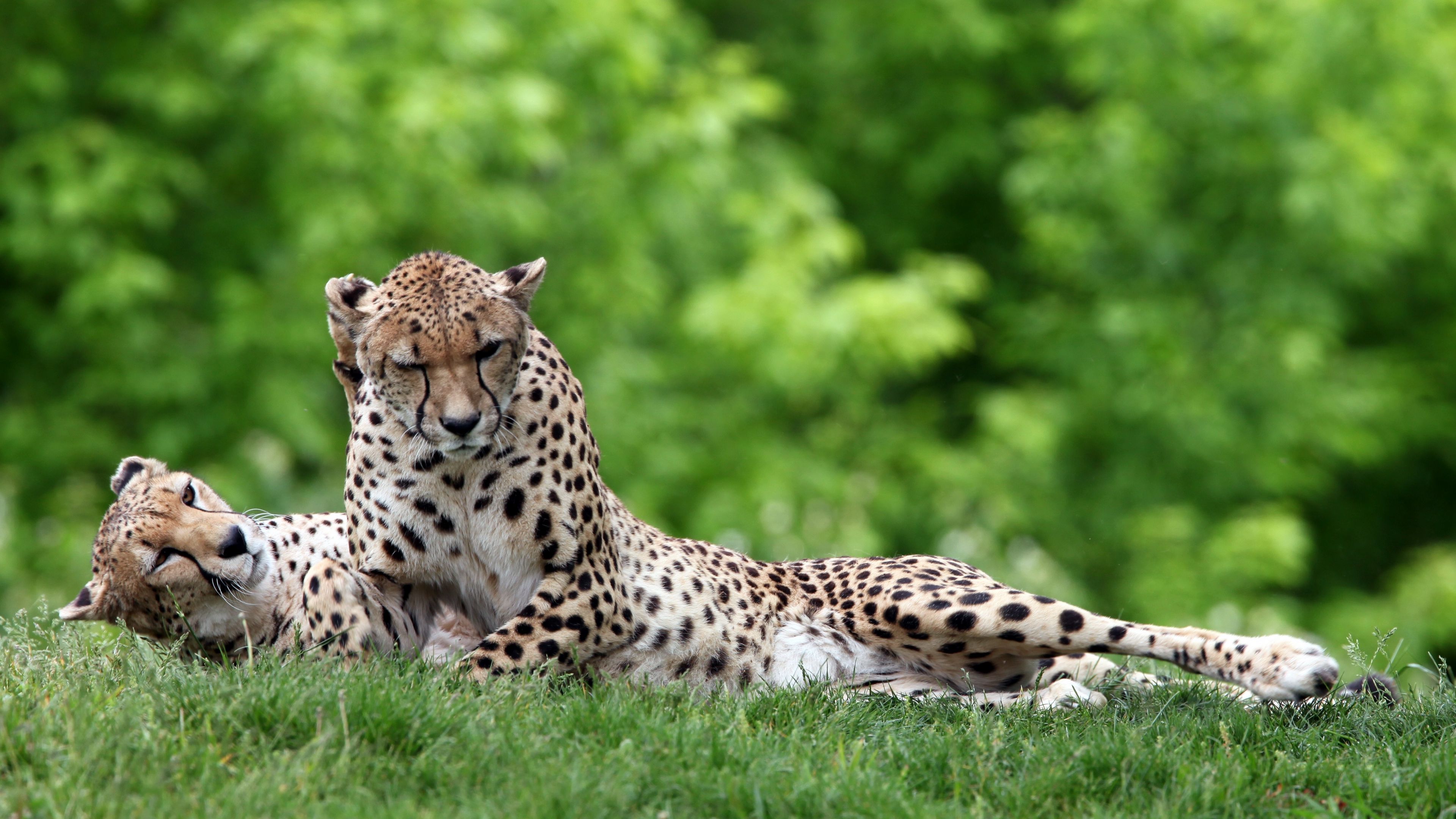 cheetahs, couple, grass, predators, lie, 4k, HD Wallpaper