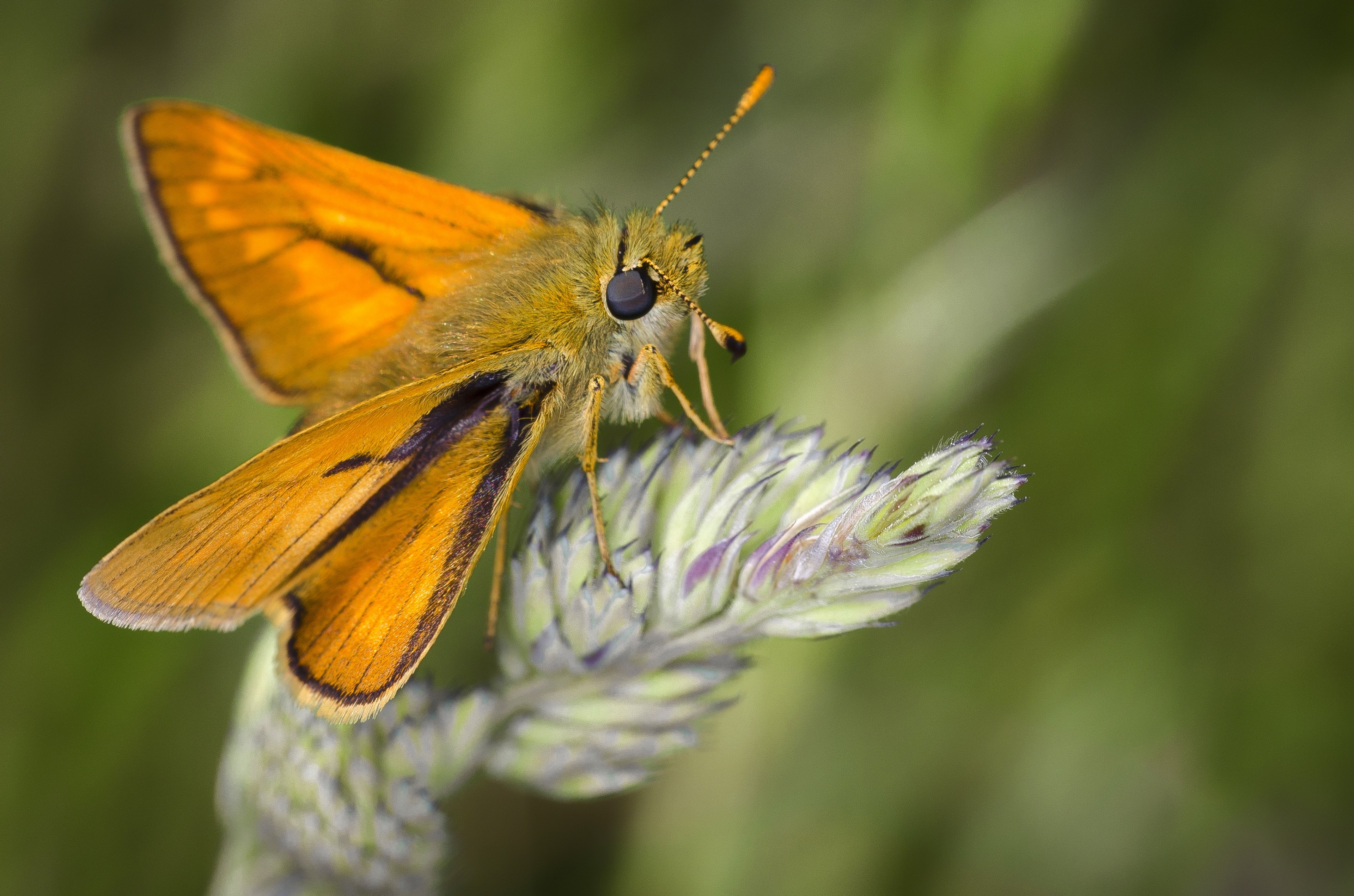 moth nature insect bug macro wild plants orange 4k, HD Wallpaper