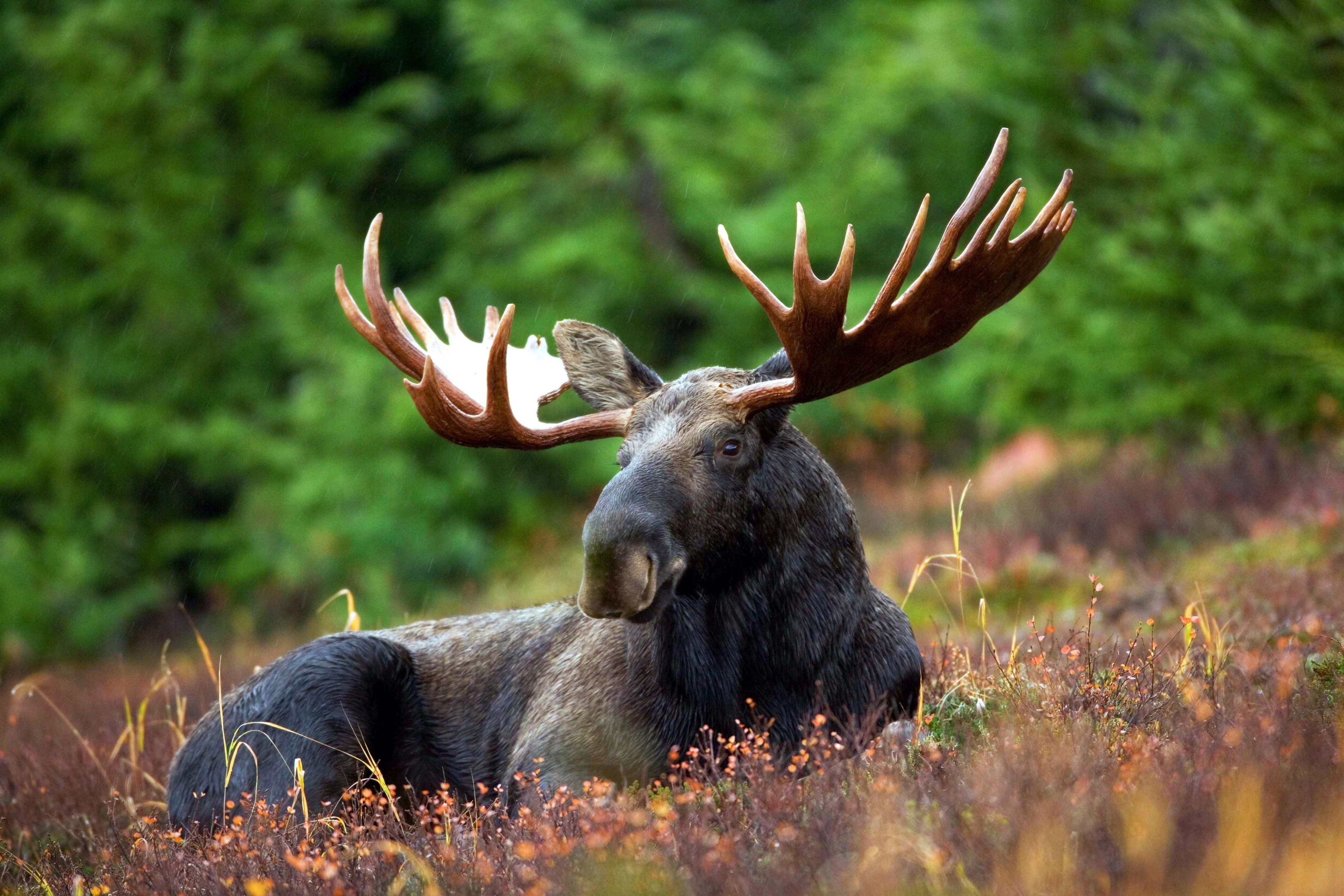 moose moose rack male bull animal nature antlers 4k, HD Wallpaper