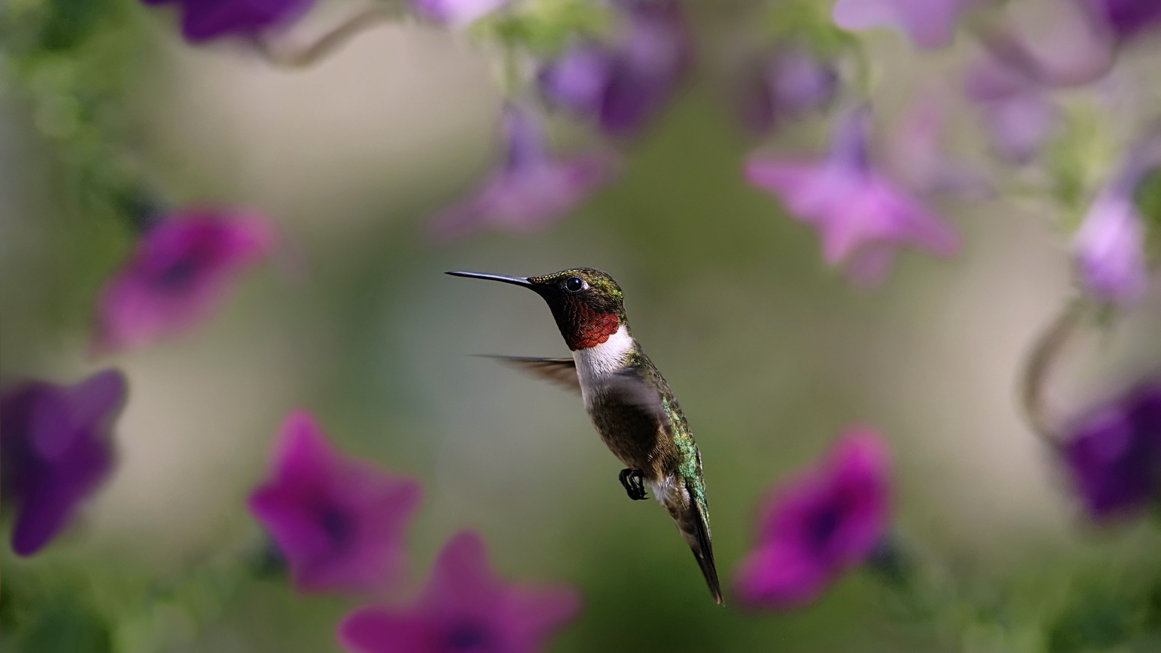 hummingbird, bird, wings, flap, 4k, HD Wallpaper