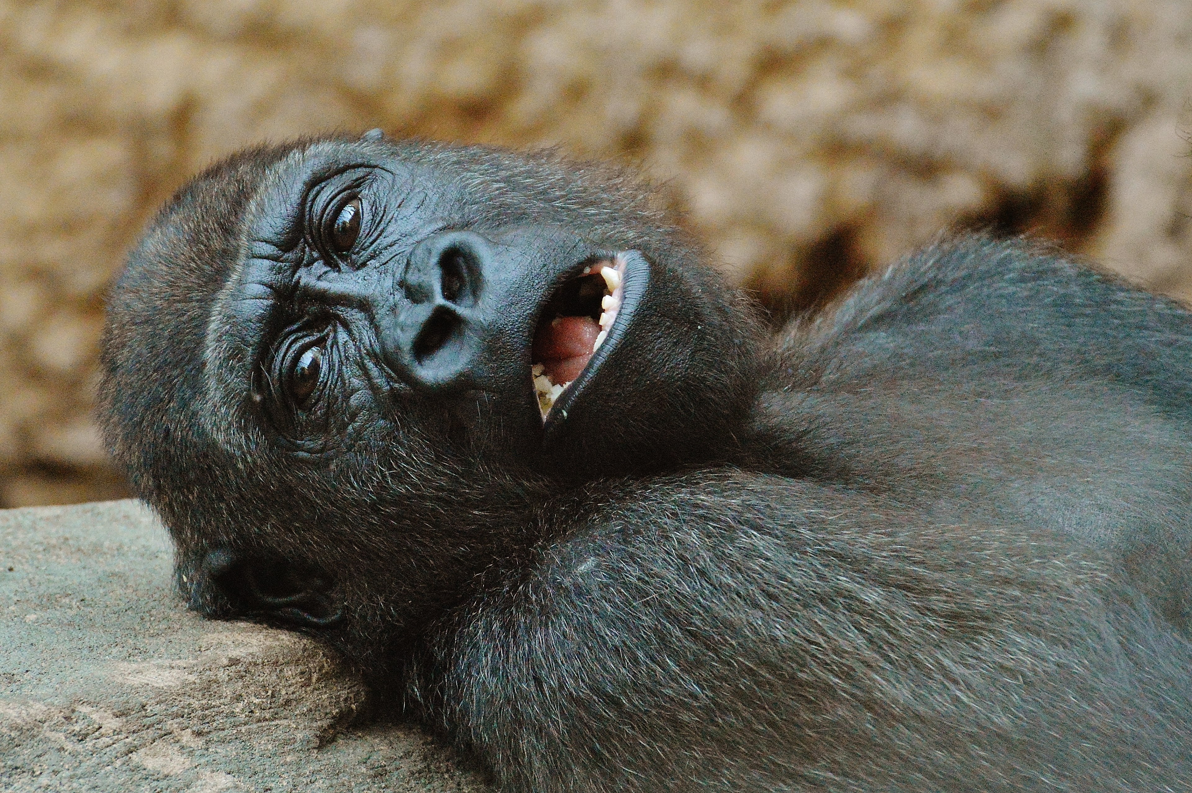 monkey gorilla zoo animal wild animal 4k, HD Wallpaper