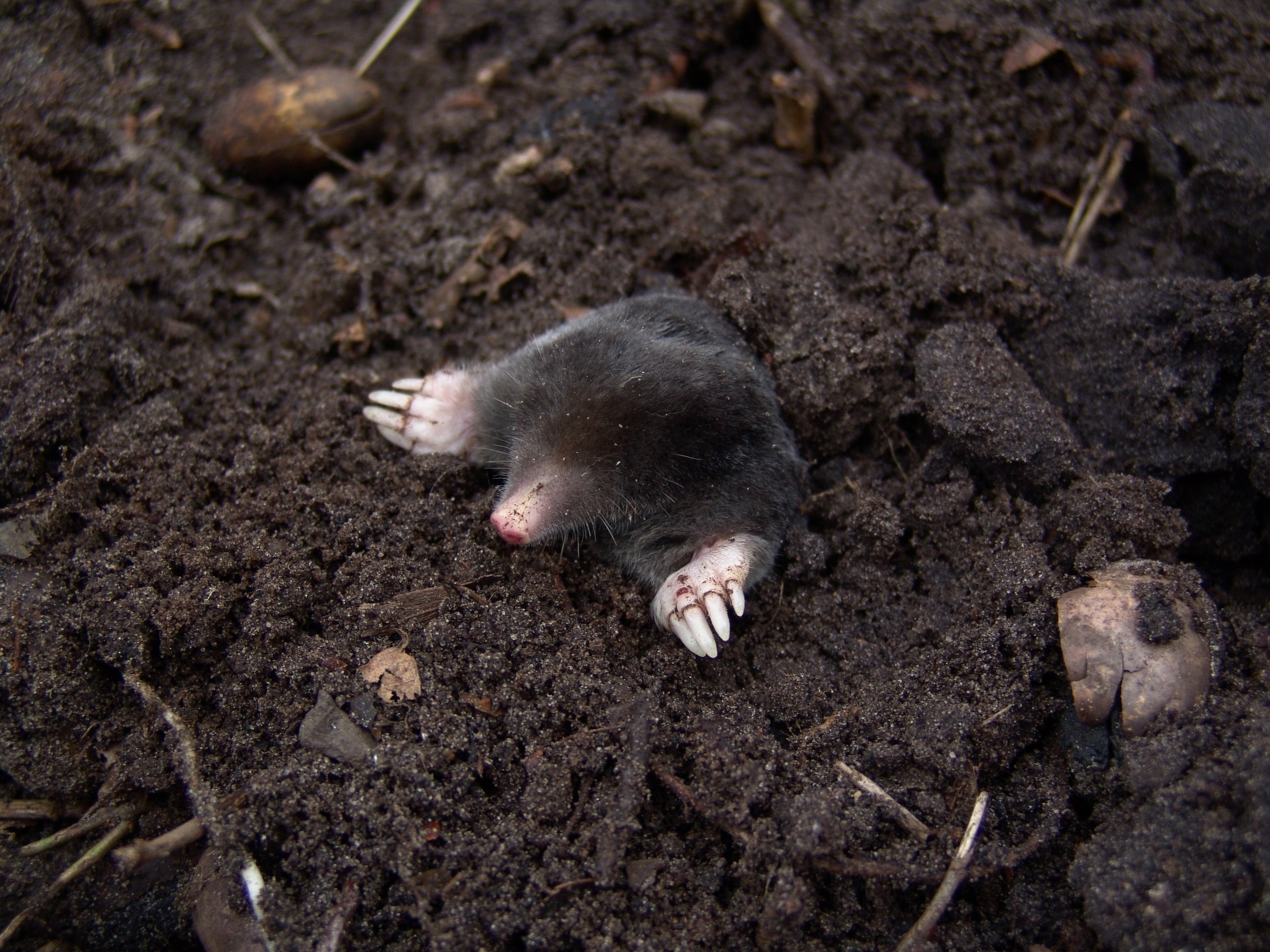 mole nature animals molehills 4k, HD Wallpaper