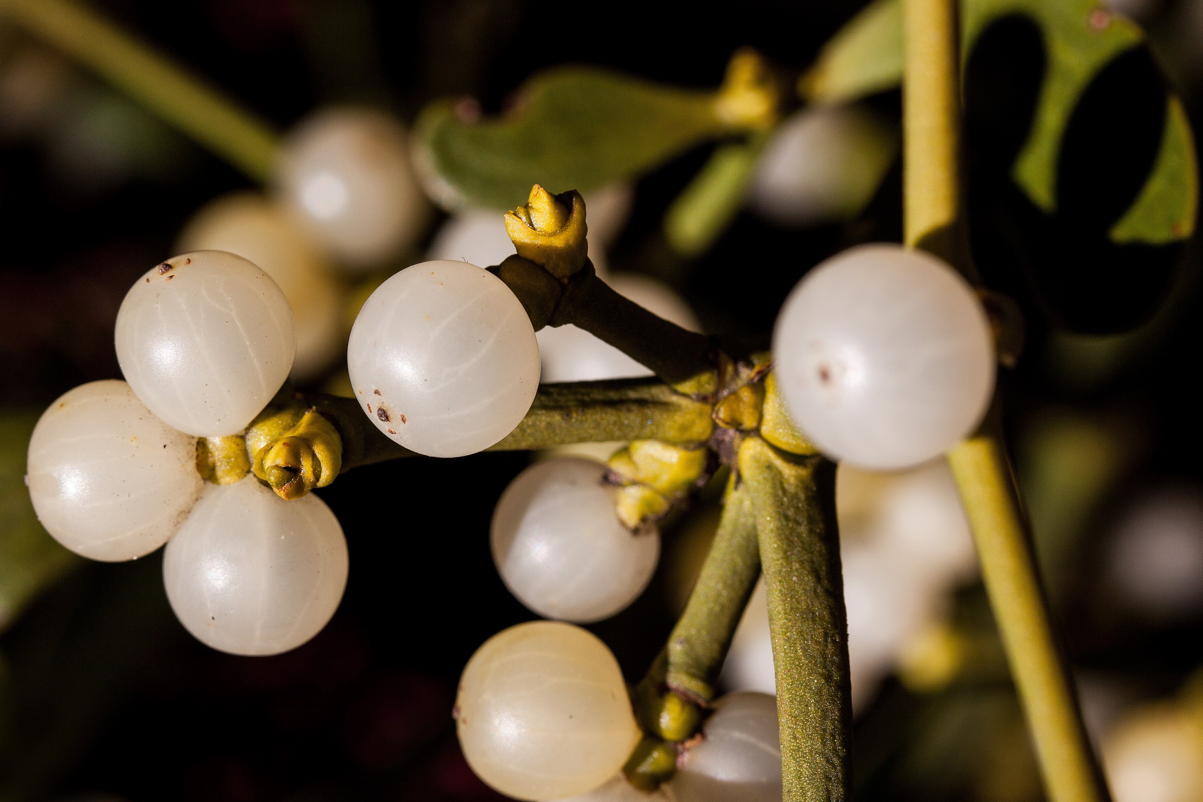 mistletoe parasite medicinal plant branch plant 4k, HD Wallpaper