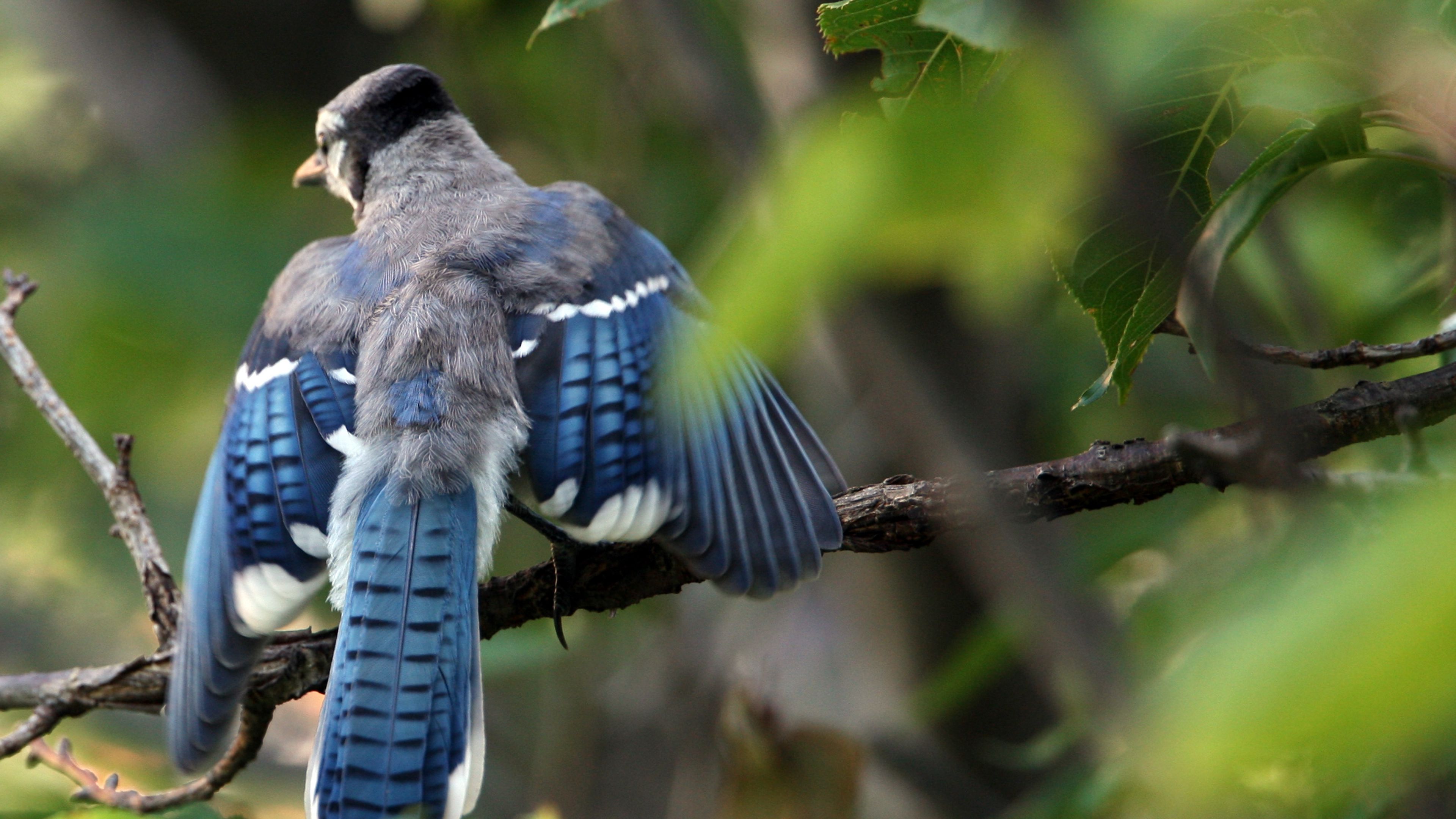 blue jay, cyanocitta cristata, birds, branches, leaves, blur, swing, 4k, HD Wallpaper