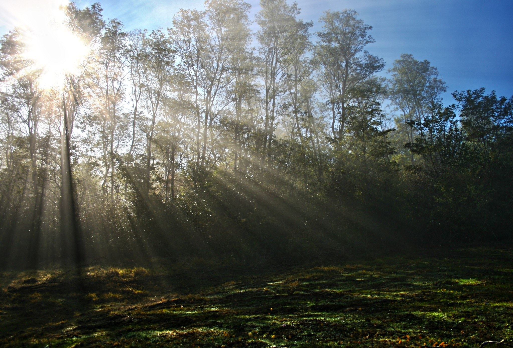 mist sun sunbeams tree fog morning forest nature 4k, HD Wallpaper