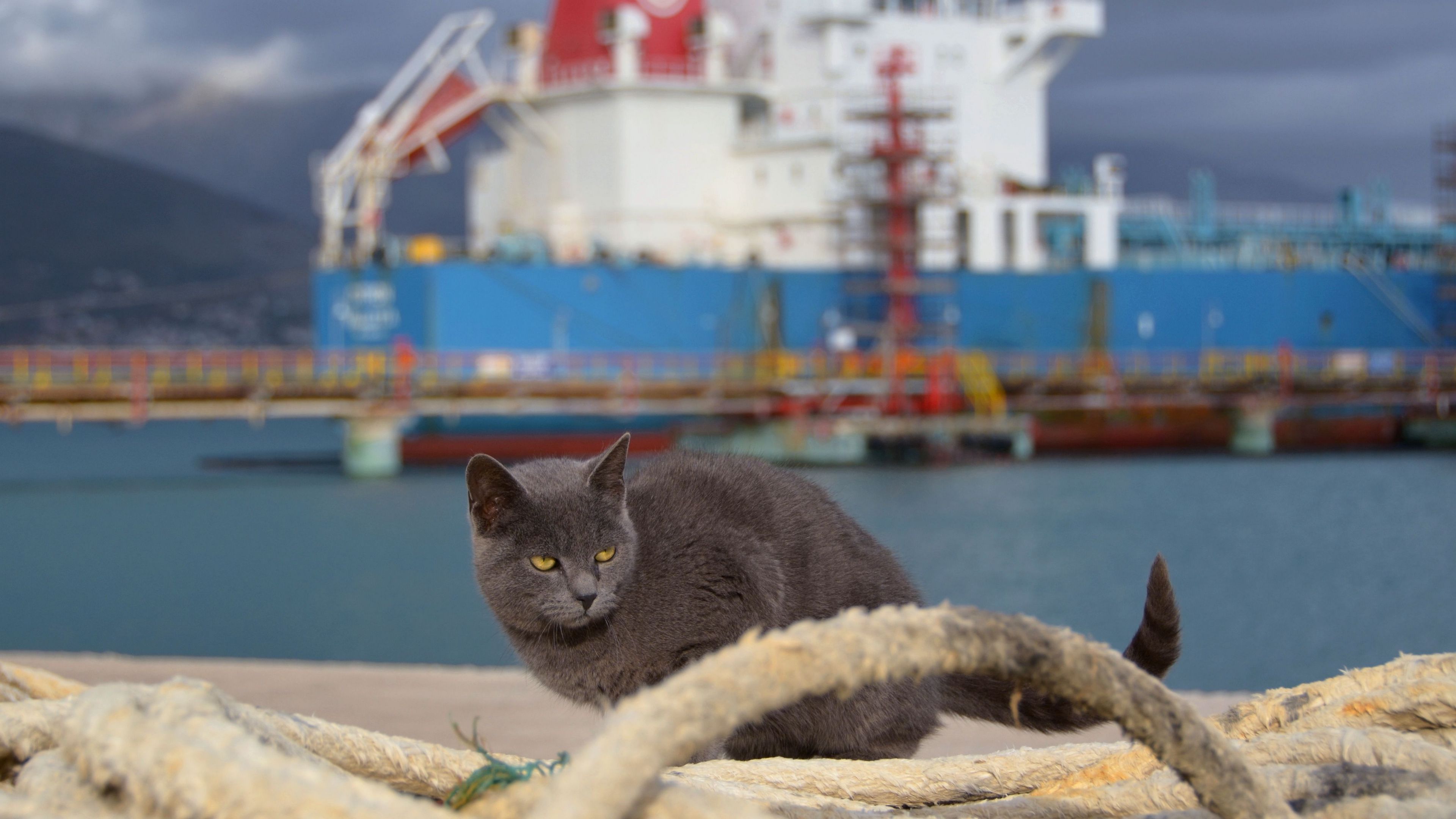 cat, ship, sit, sea, 4k, HD Wallpaper