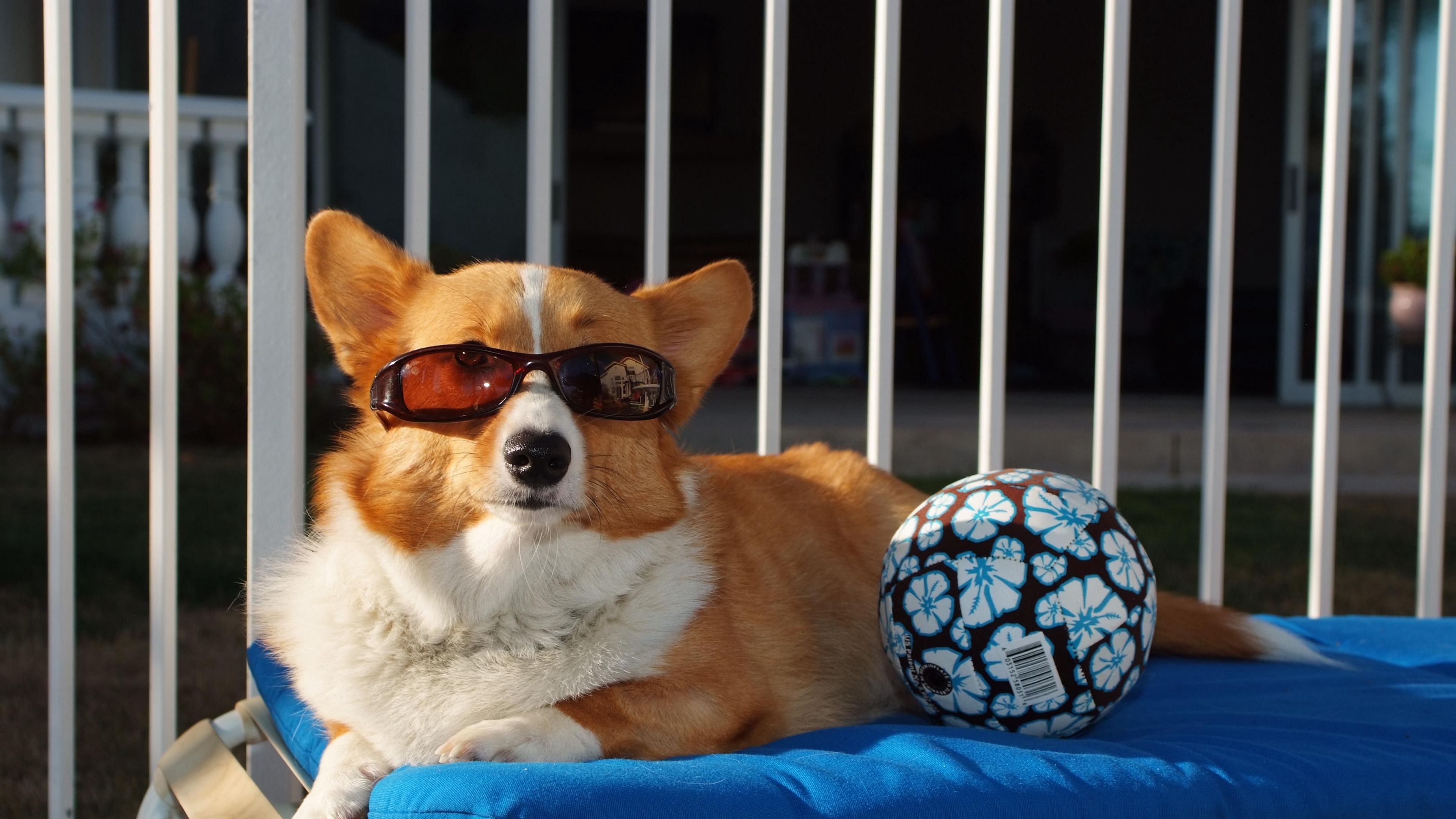 dog, ball, sunglasses, beach, lie, 4k, HD Wallpaper