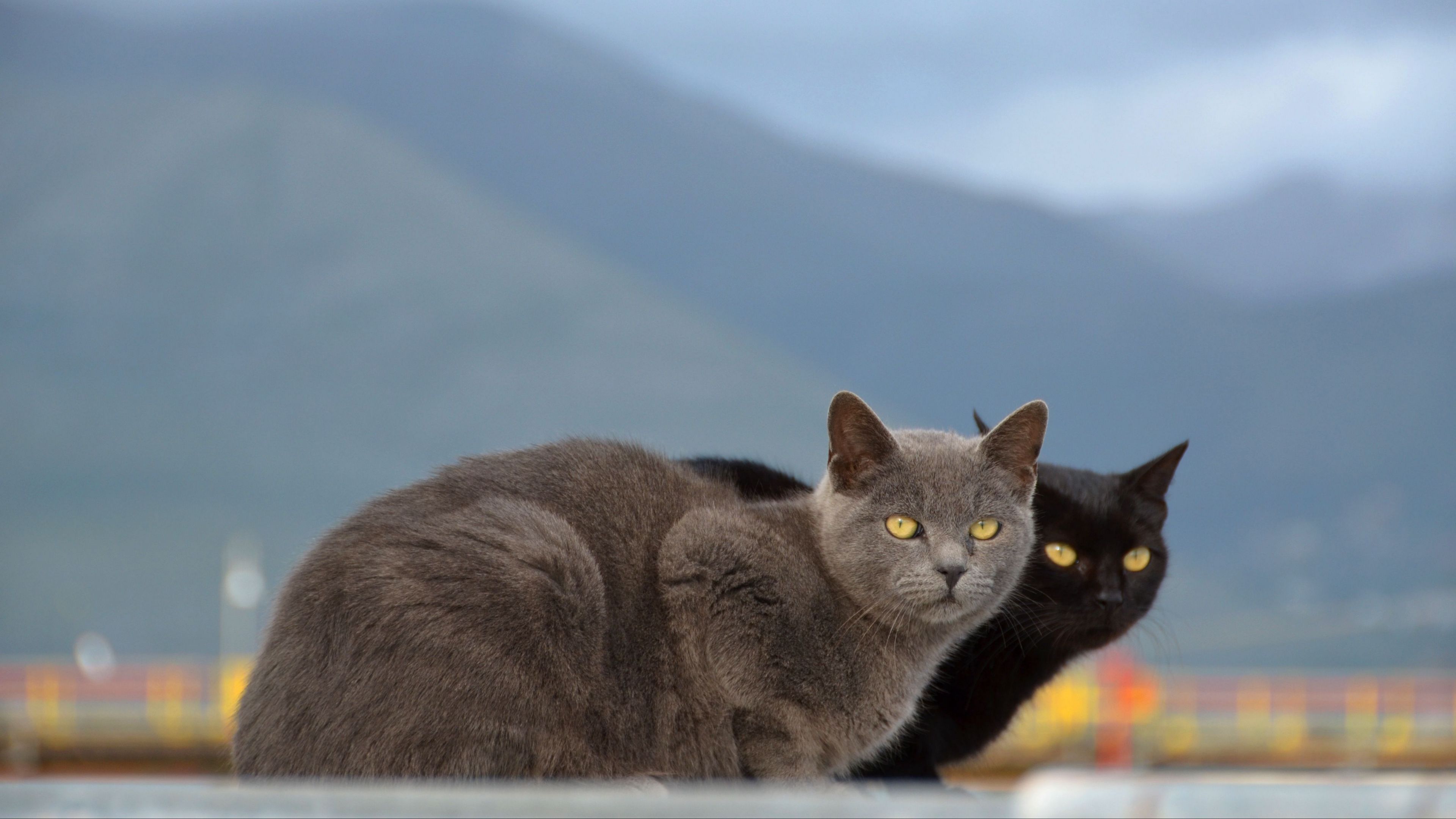 cats, couple, mountains, blurring, 4k, HD Wallpaper