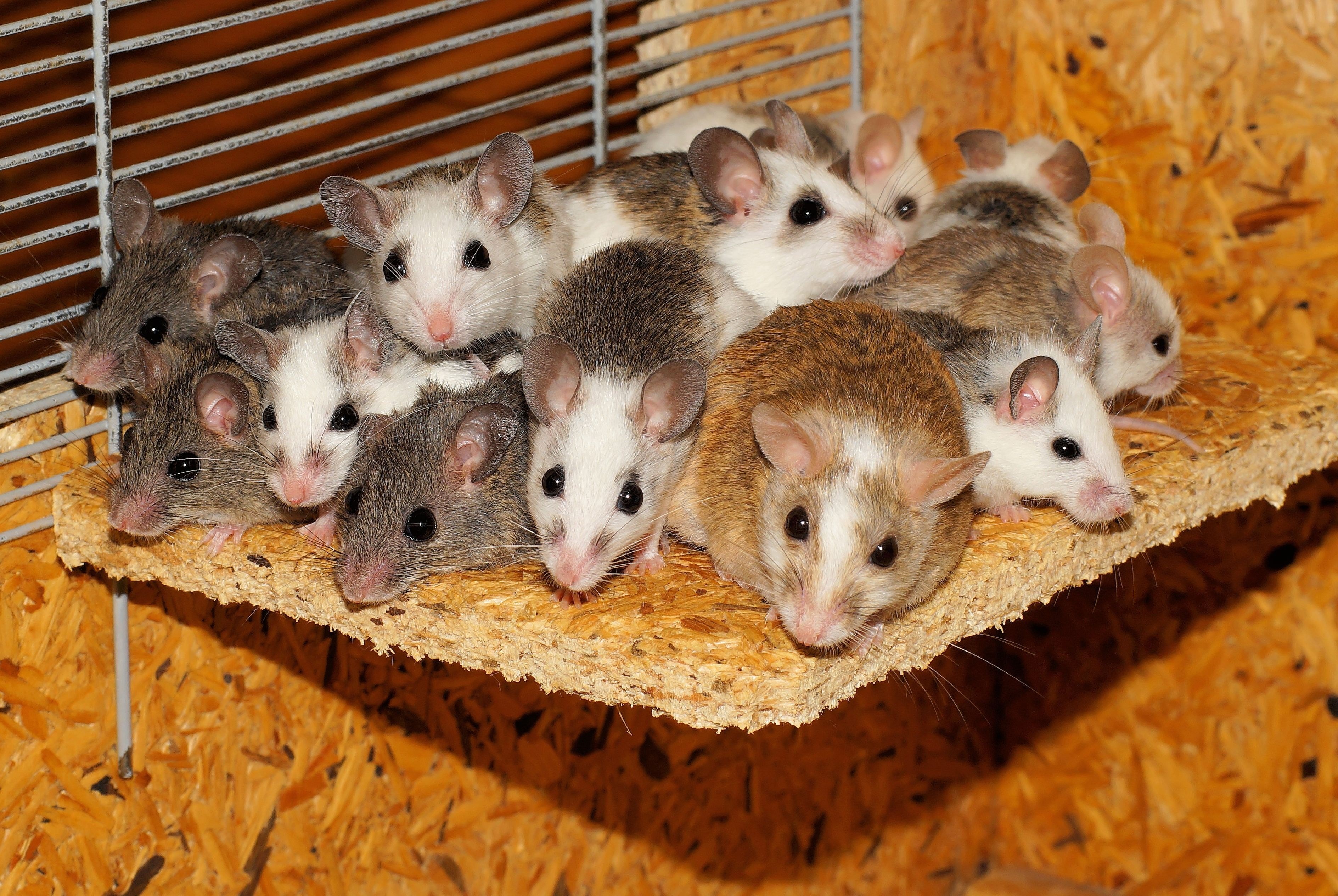 mice mastomys family together security community 4k, HD Wallpaper