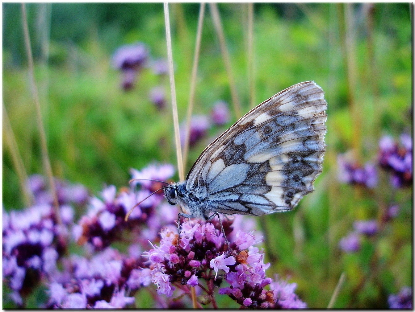 meadow butterfly close nature summer flower blue 4k, HD Wallpaper