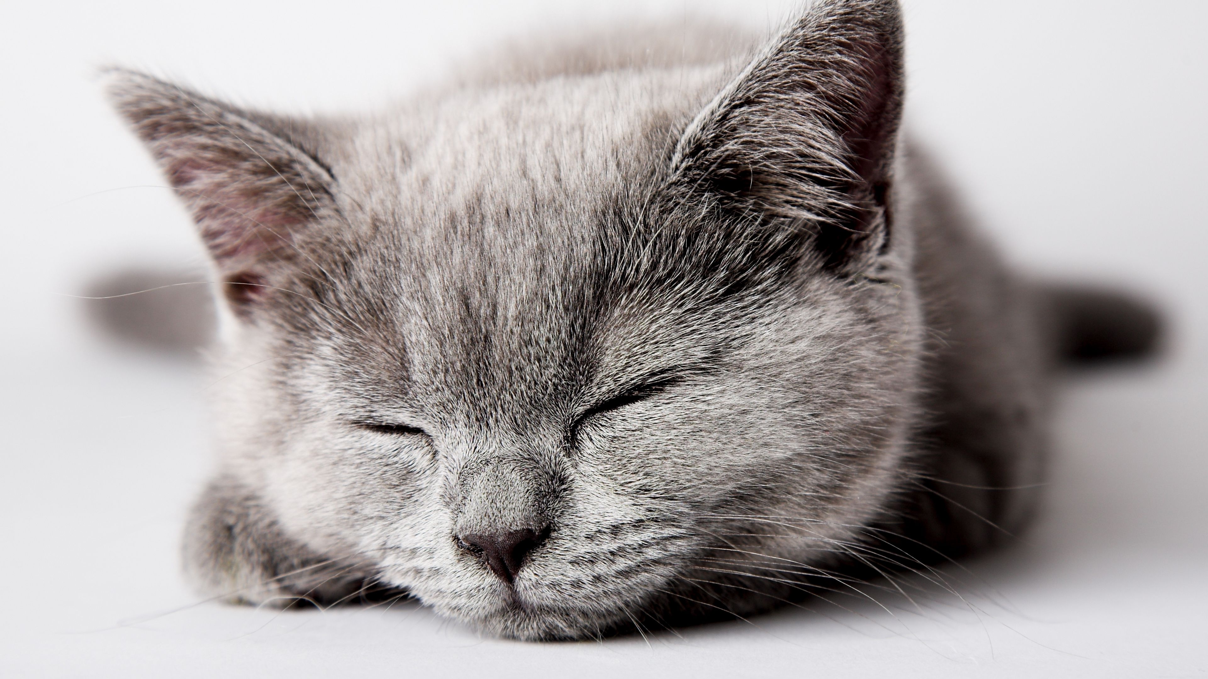 kitty, muzzle, sleep, 4k, HD Wallpaper