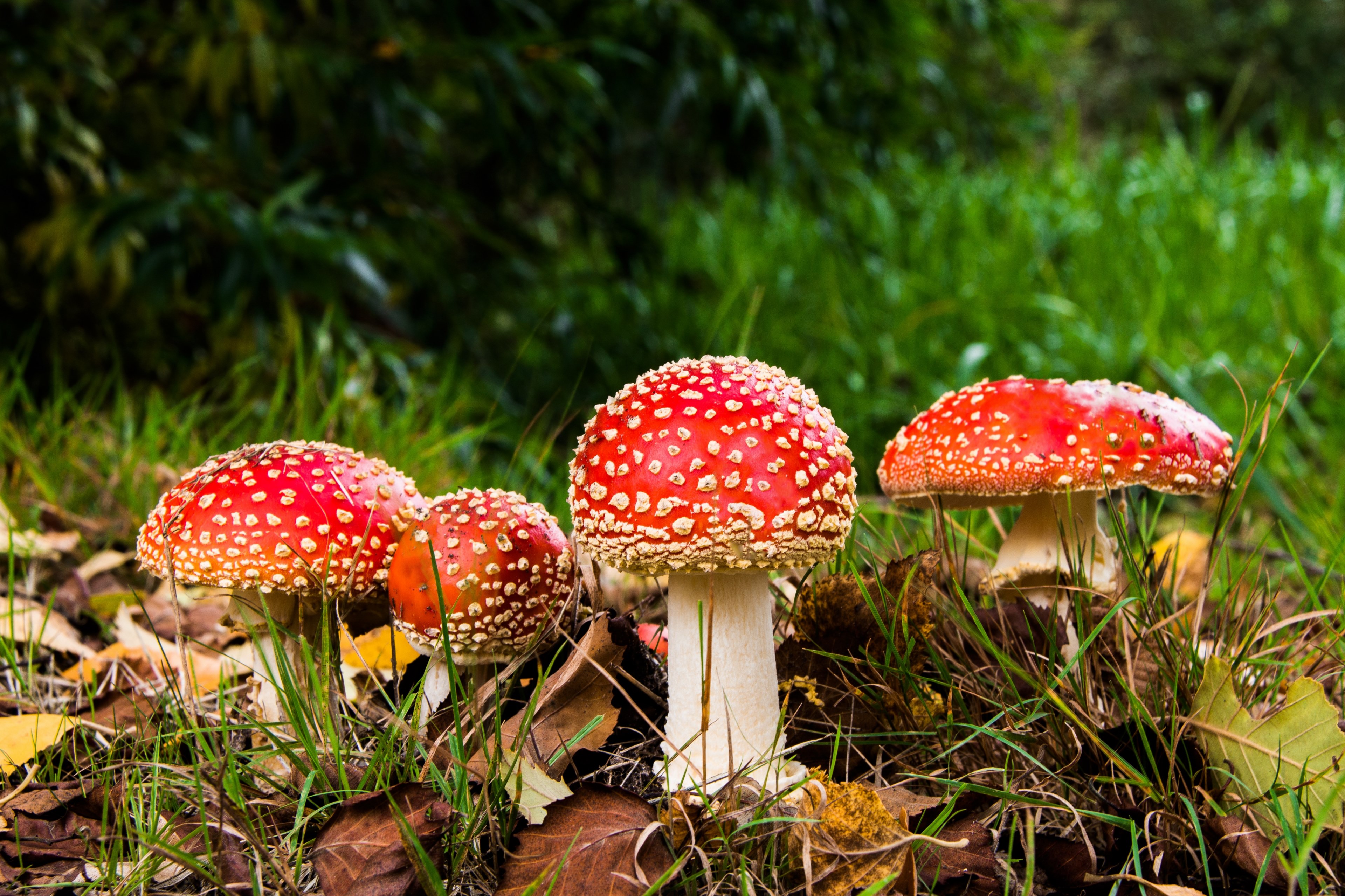 matryoshka red fly agaric mushroom mushrooms forest 4k, HD Wallpaper
