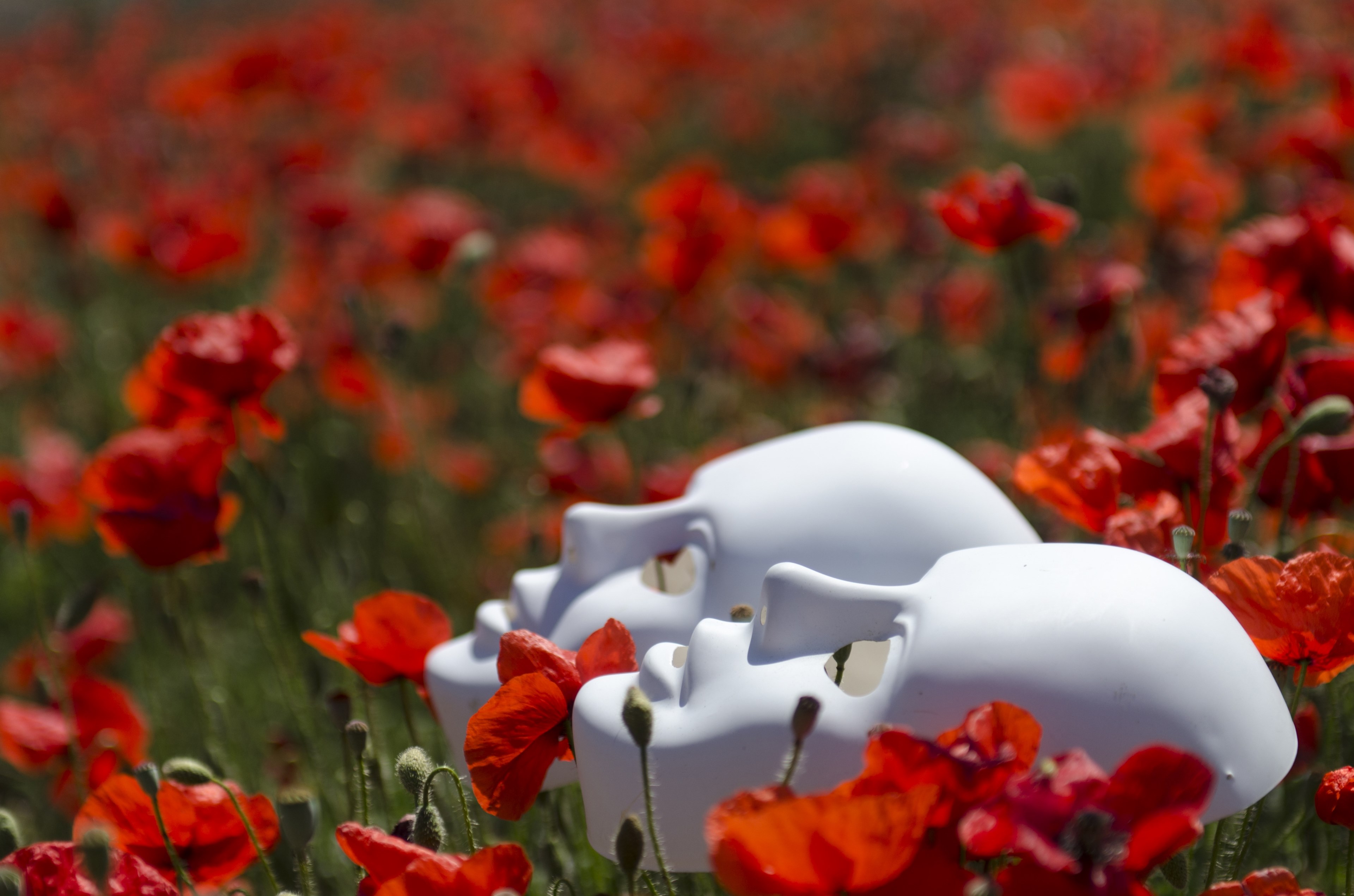 mask poppies field red nature poppy flower 4k, HD Wallpaper