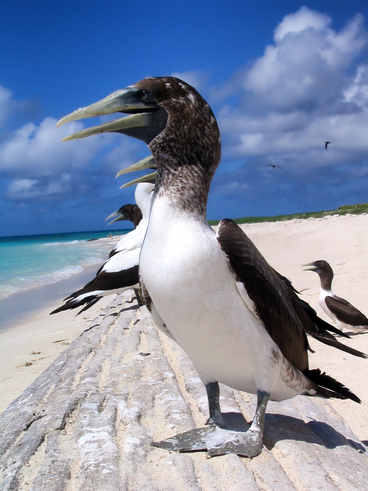 masked booby bird birds beach sea ocean water 4k, Phone HD Wallpaper