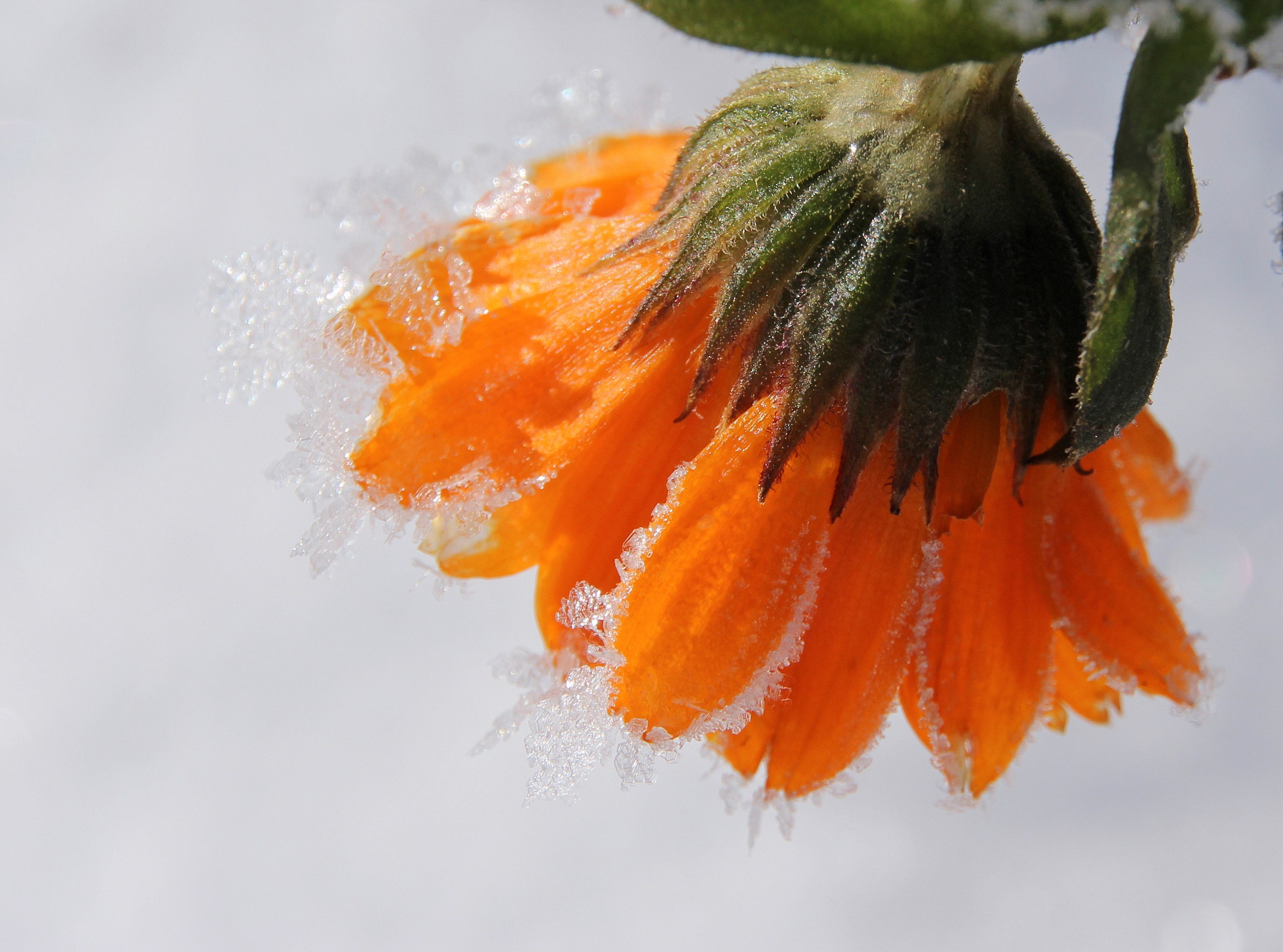 marigold blossom bloom gardening frozen frost 4k, HD Wallpaper