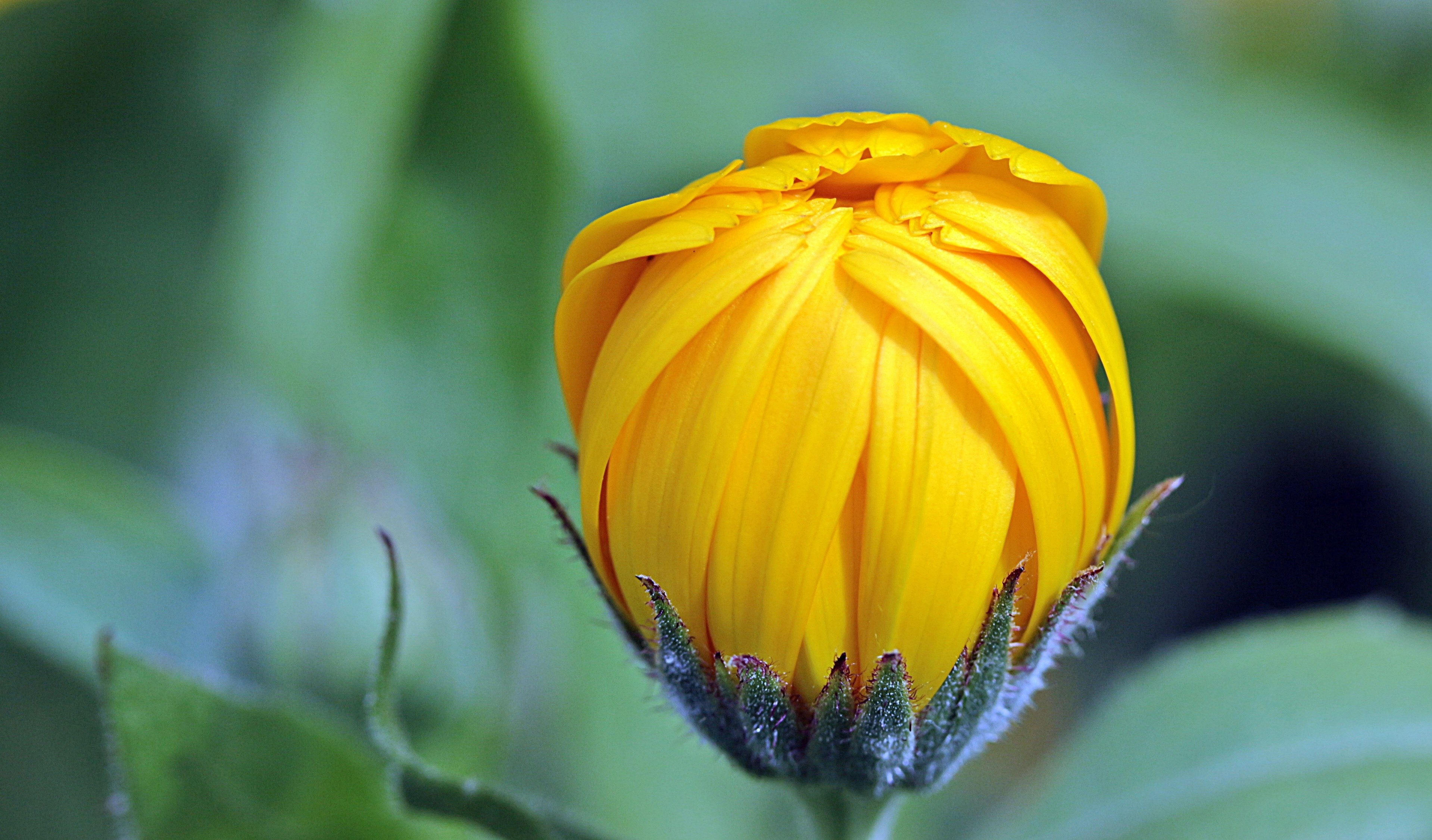 marigold calendula bud open gardening naturopathy 4k, HD Wallpaper