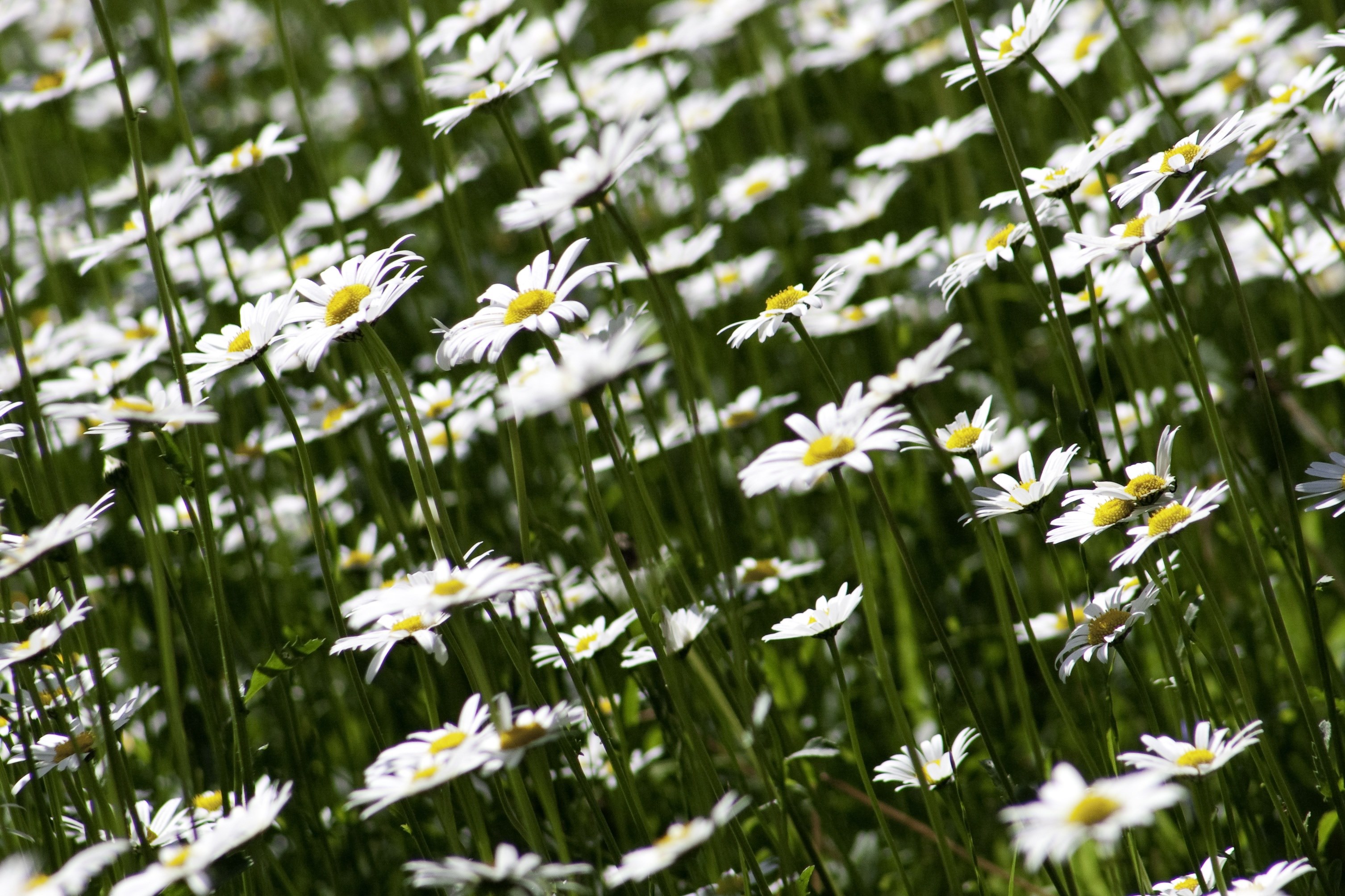 marguerite flora flower nature plant white summer 4k, HD Wallpaper