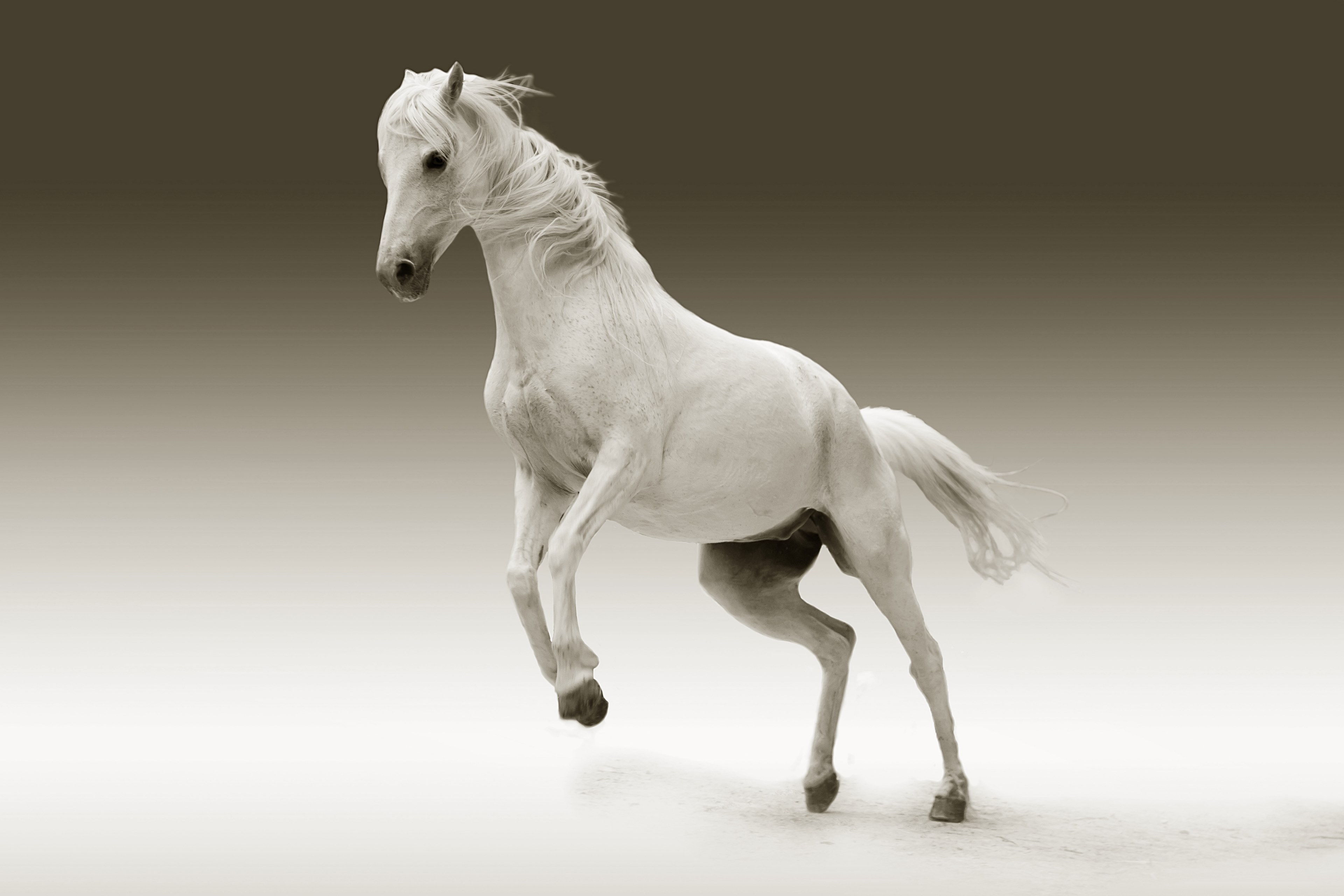 mare animal nature ride coupling pasture mold 4k, HD Wallpaper