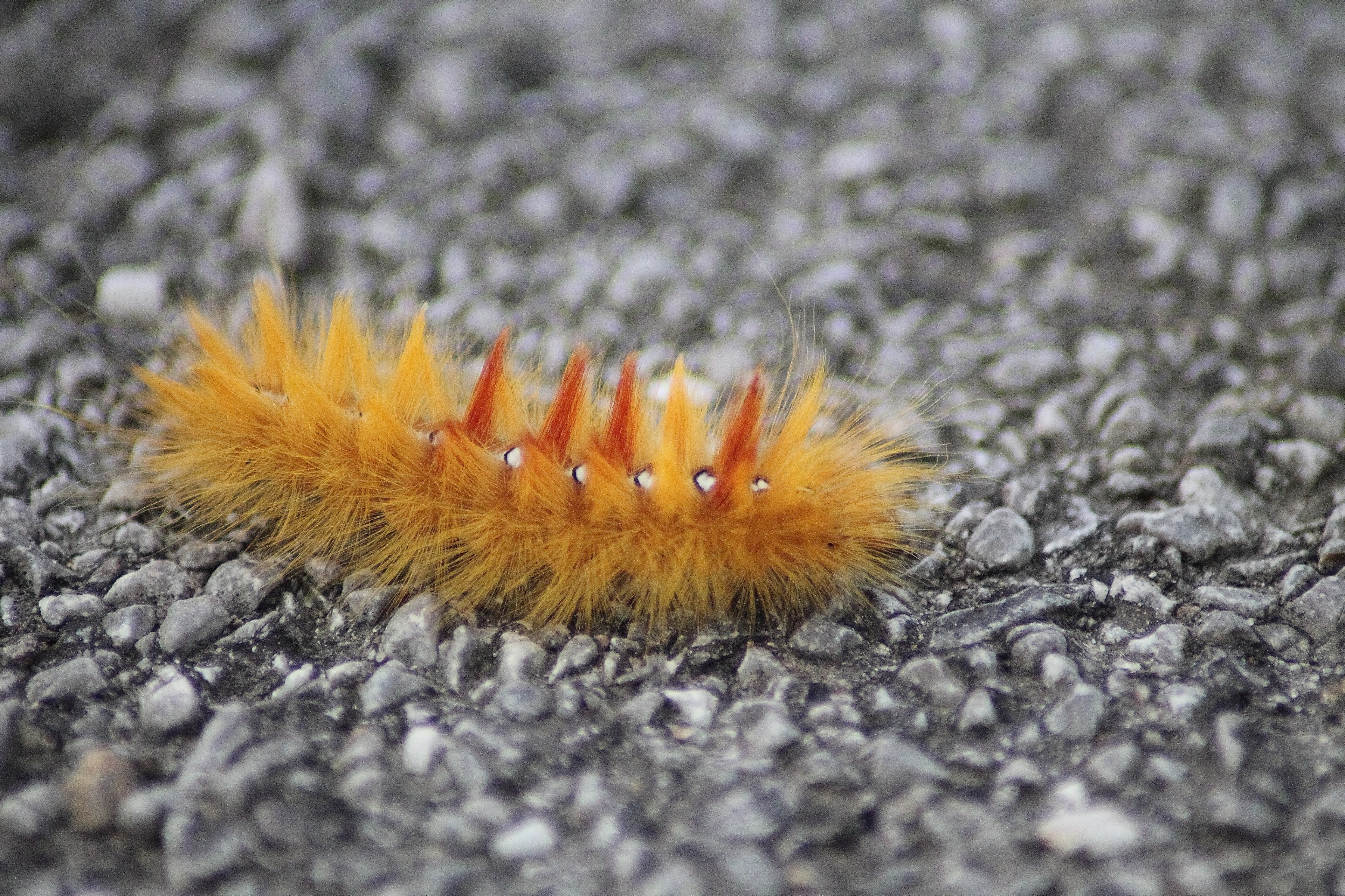 maple moth acronicta aceris buckeye owl caterpillar 4k, HD Wallpaper