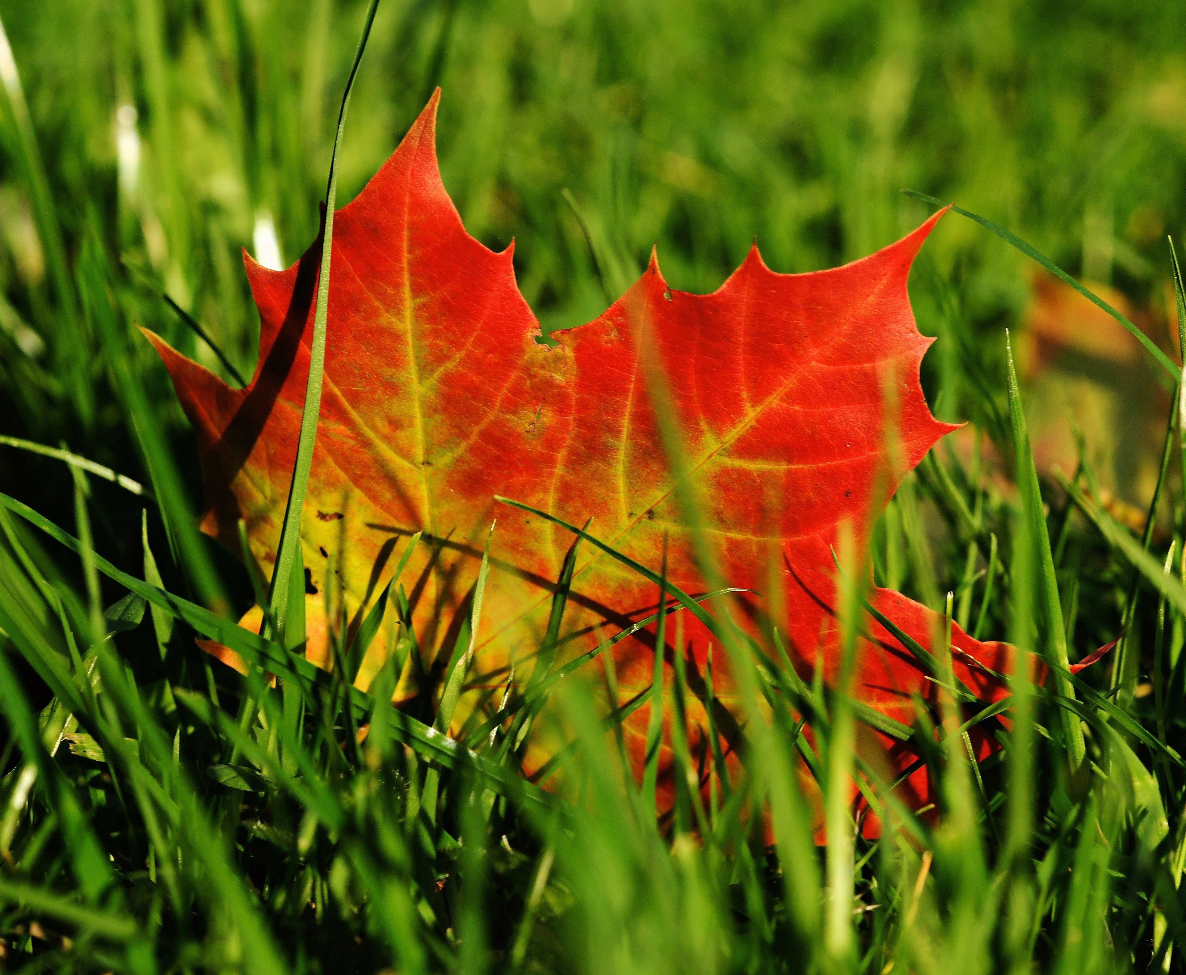 maple maple leaf autumn leaf leaves nature 4k, HD Wallpaper