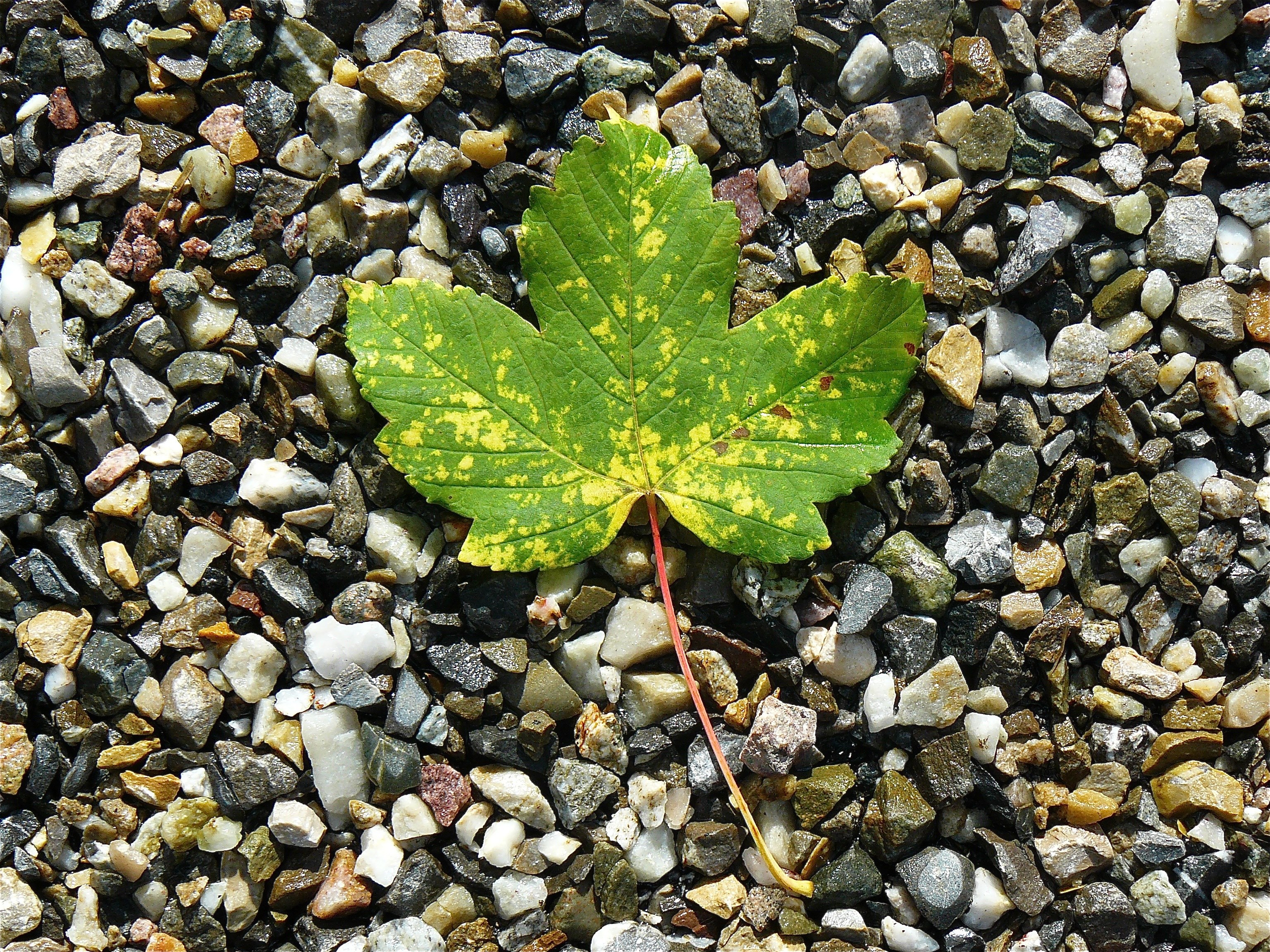 maple leaf maple nature stones leaves autumn leaf 4k, HD Wallpaper