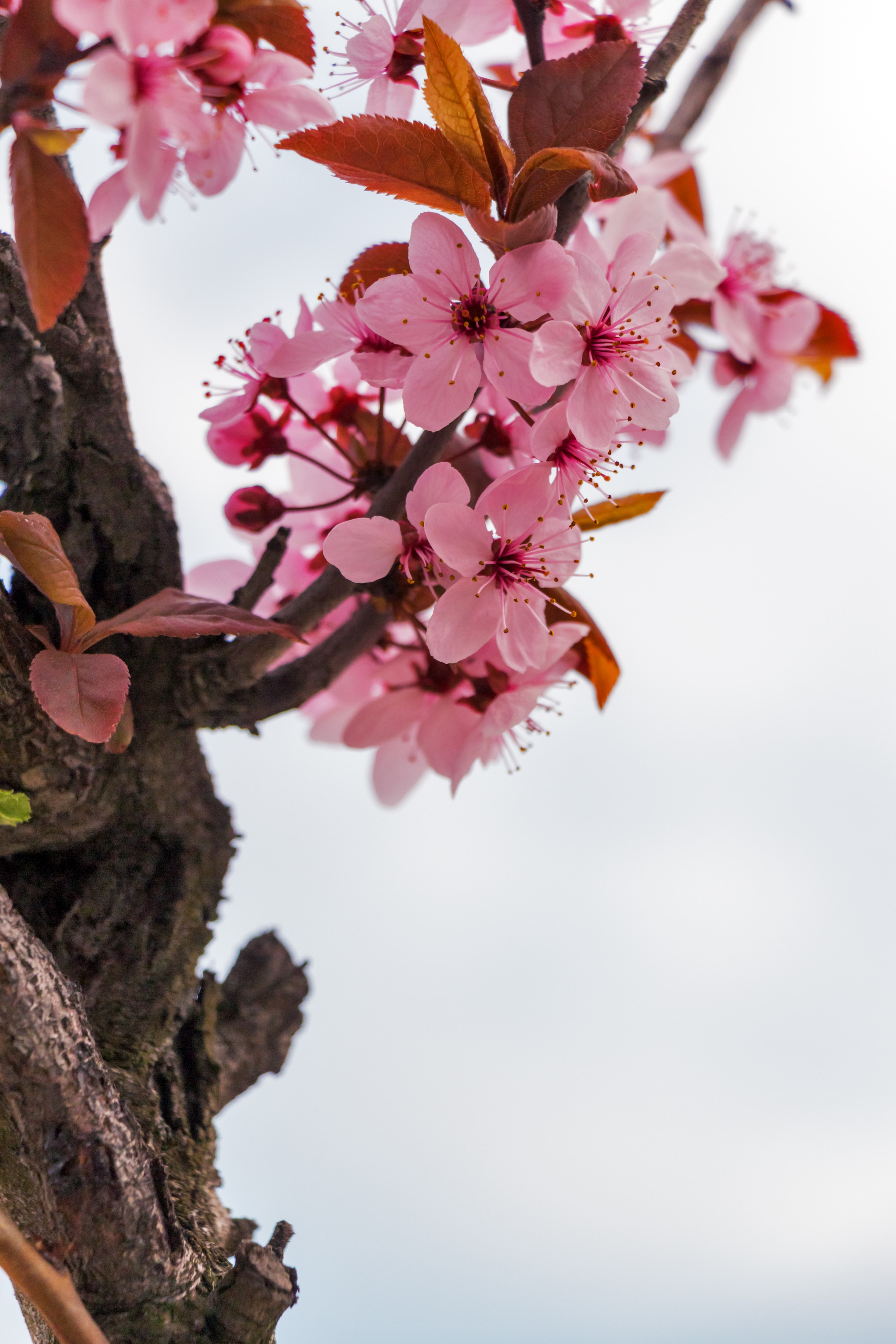 mandulavirág almond flowers spring flower 4k, Phone HD Wallpaper