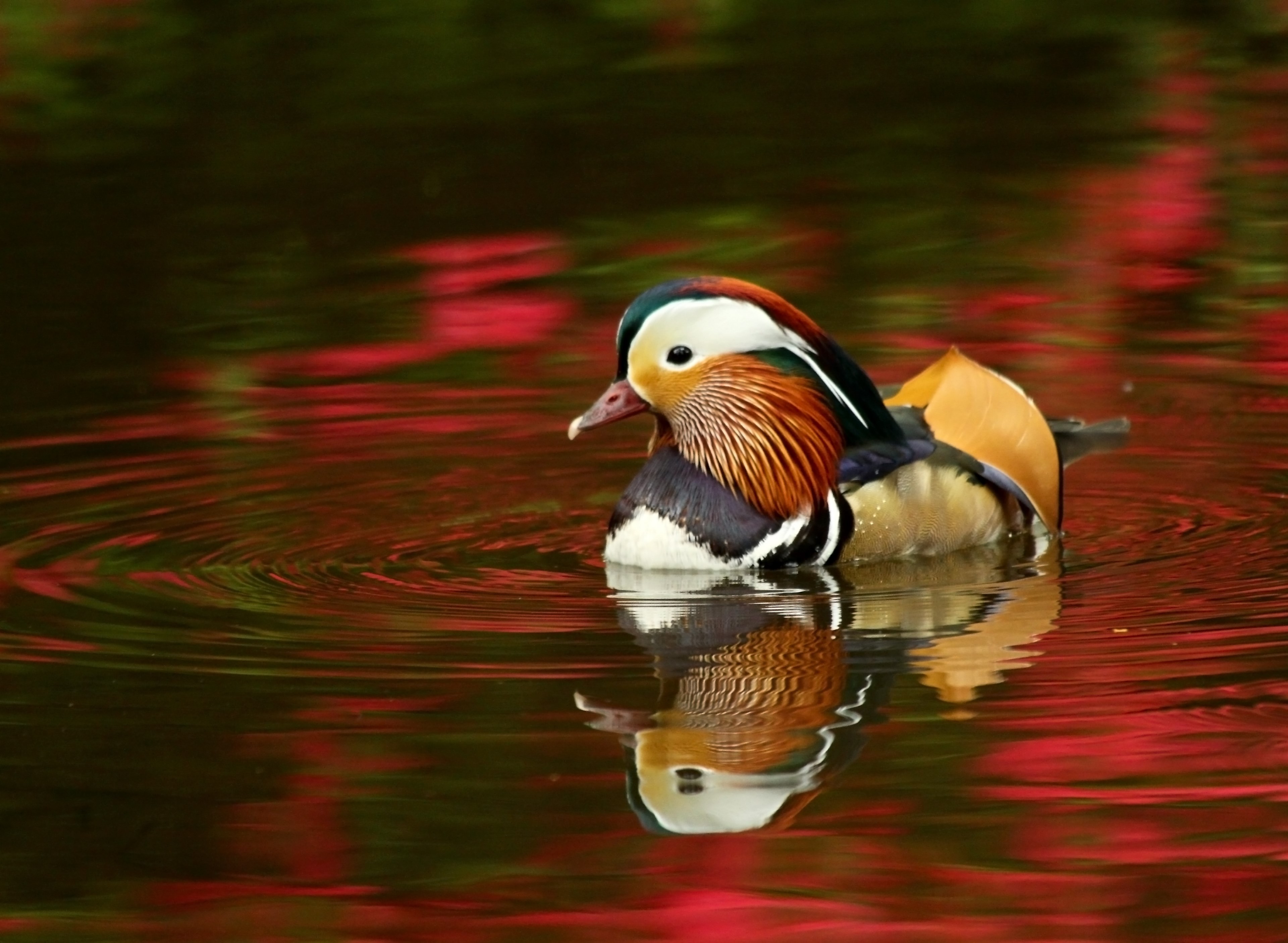 mandarin duck isabella plantation water azalea 4k, HD Wallpaper