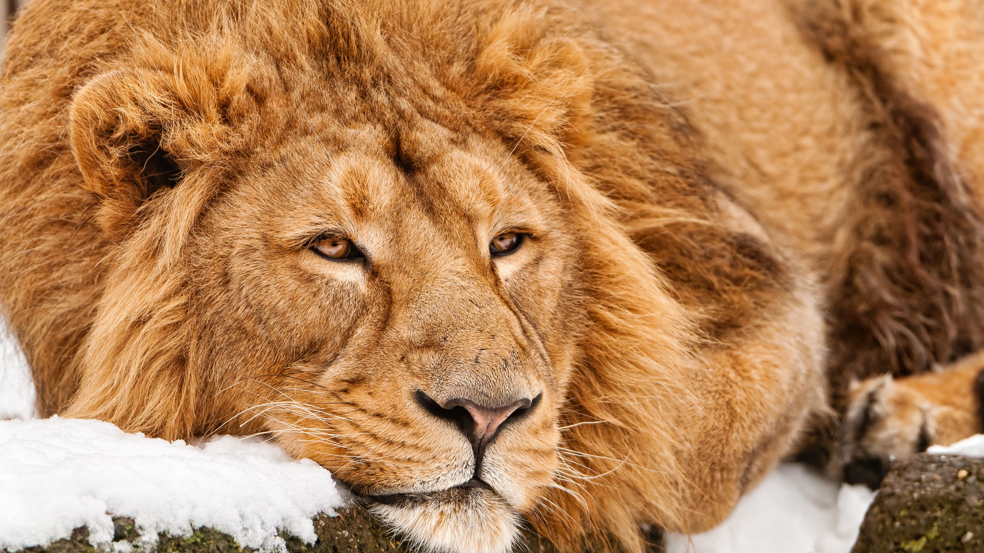 lion, face, lie, predator, 4k, HD Wallpaper