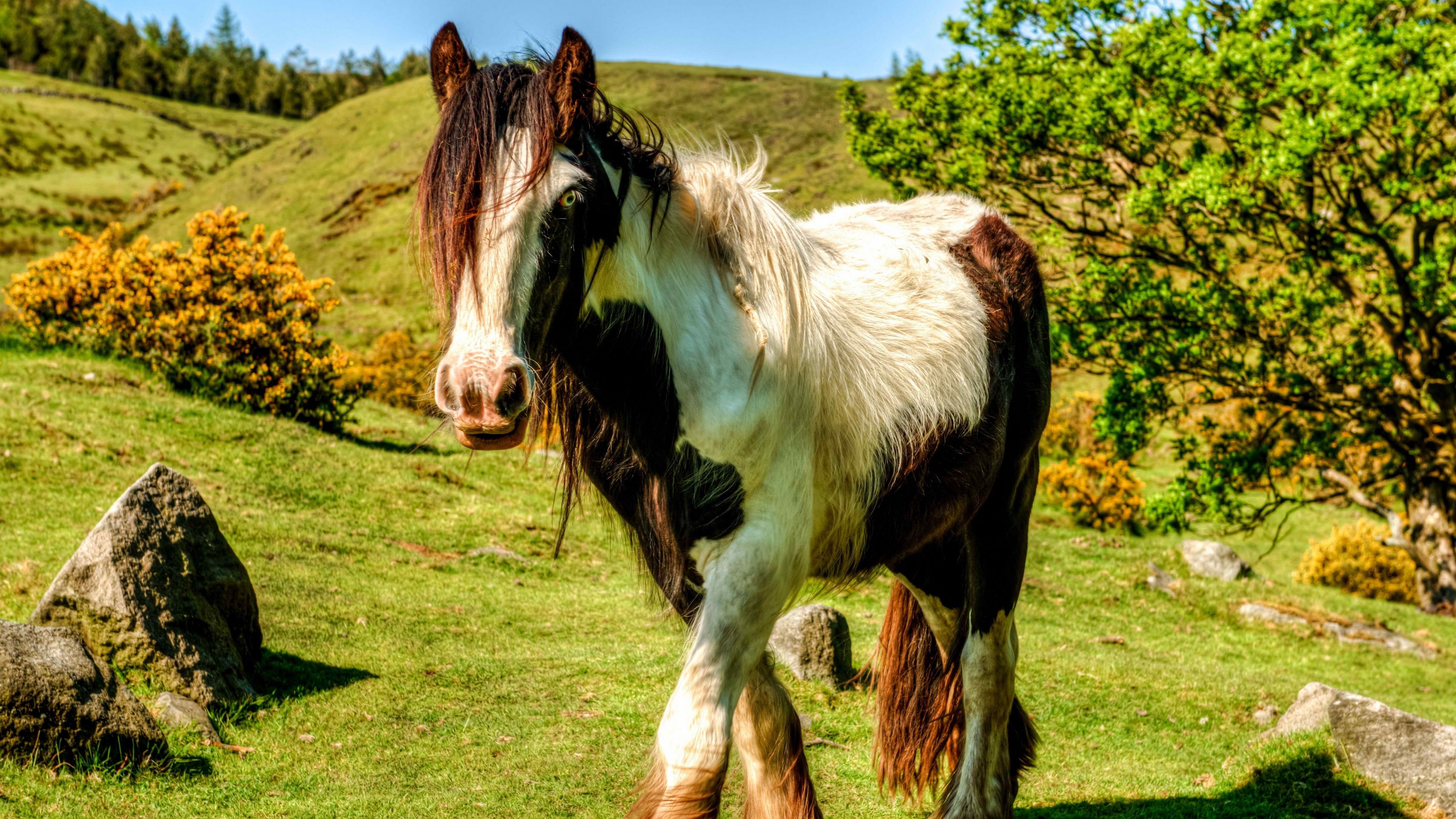 horse, grass, beautiful, nature, 4k, HD Wallpaper