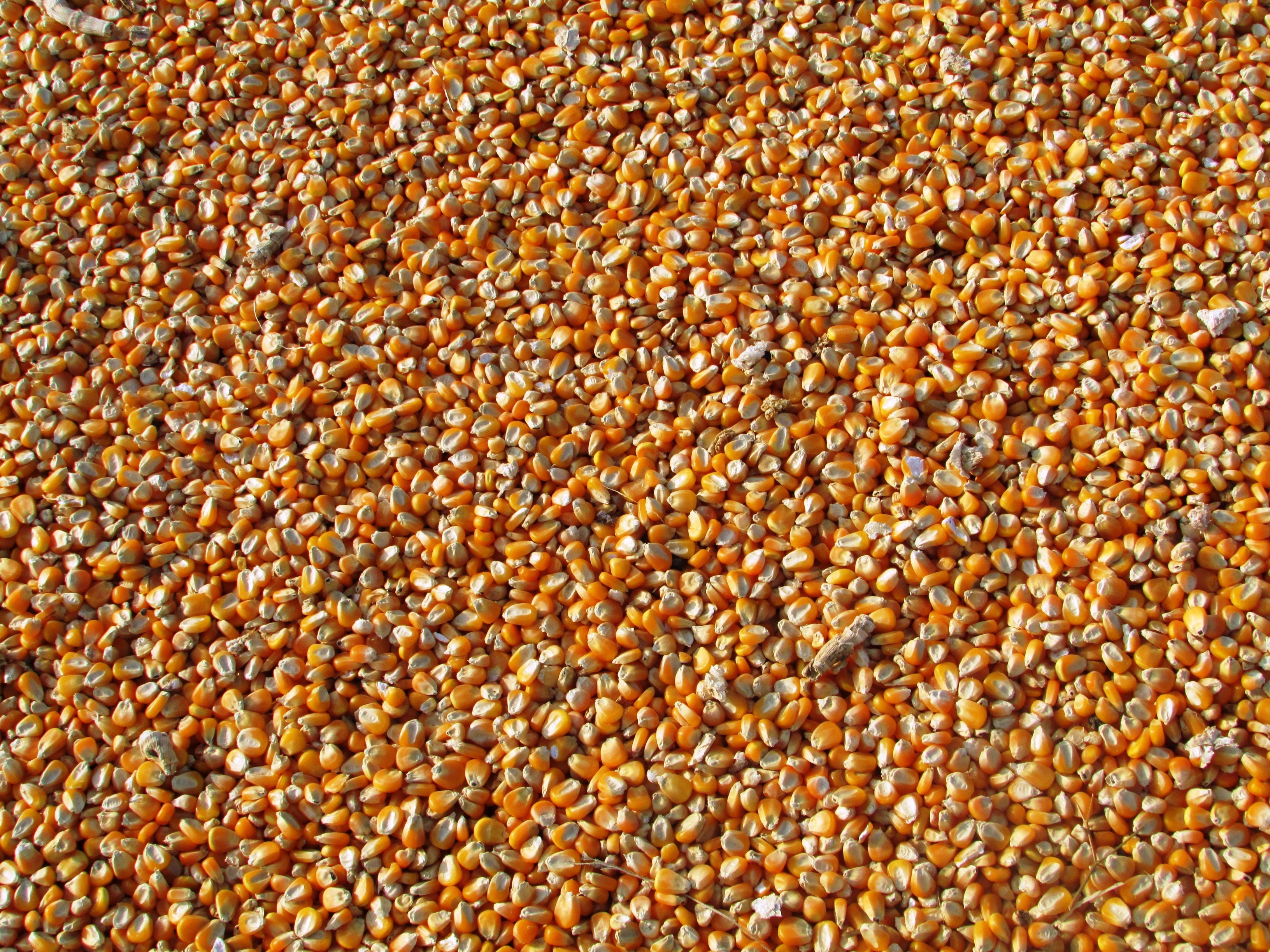maize corn indian corn vegetables seeds food 4k, HD Wallpaper
