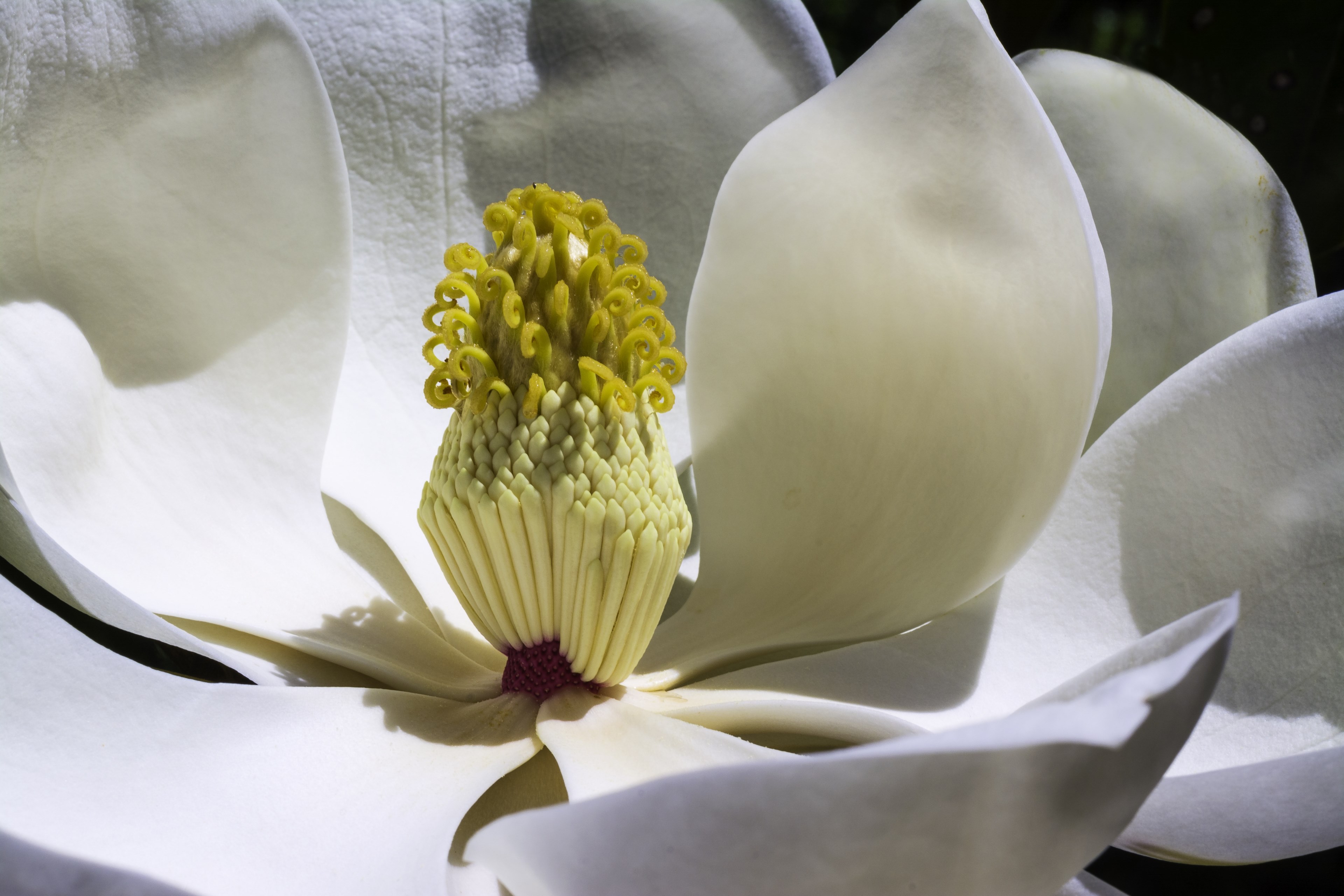 magnolia flowers park spring garden white flower 4k, HD Wallpaper