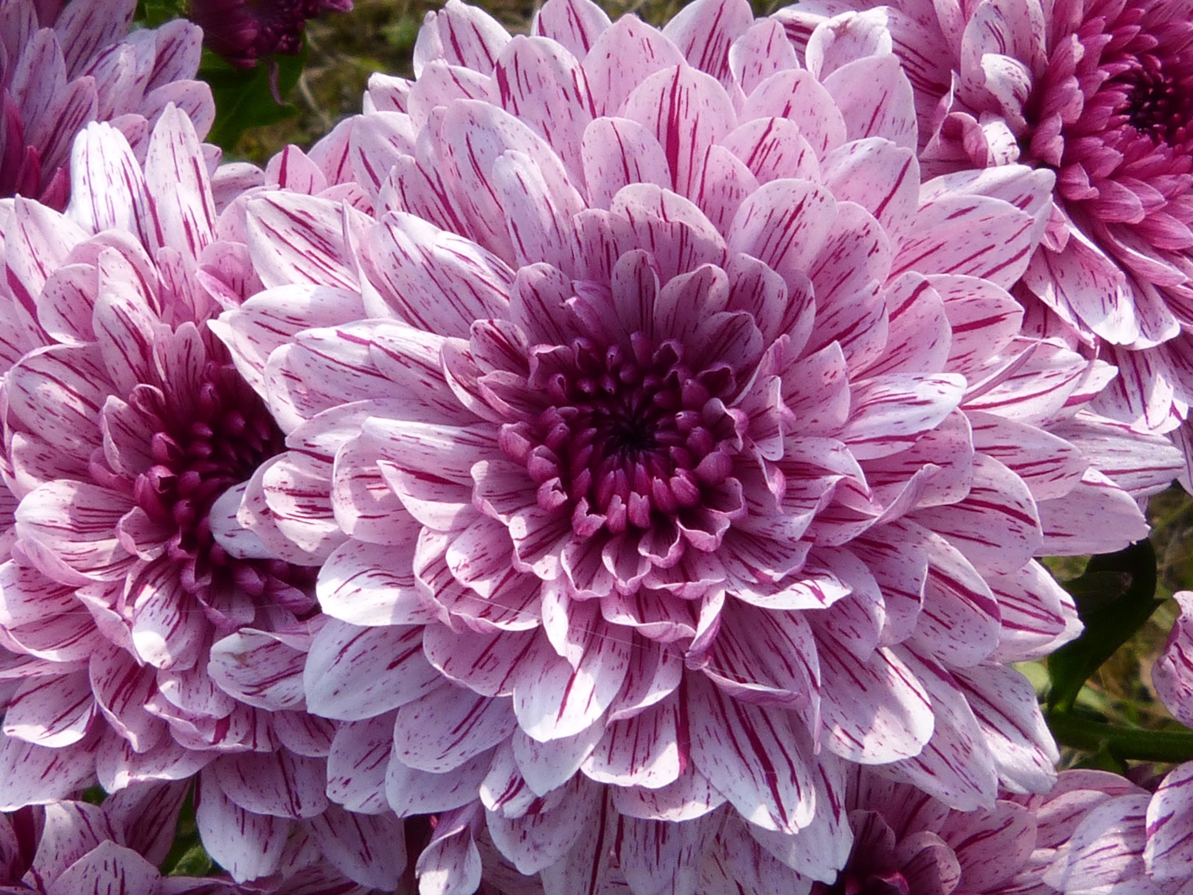 macro close blossom bloom nature flower plant 4k, HD Wallpaper