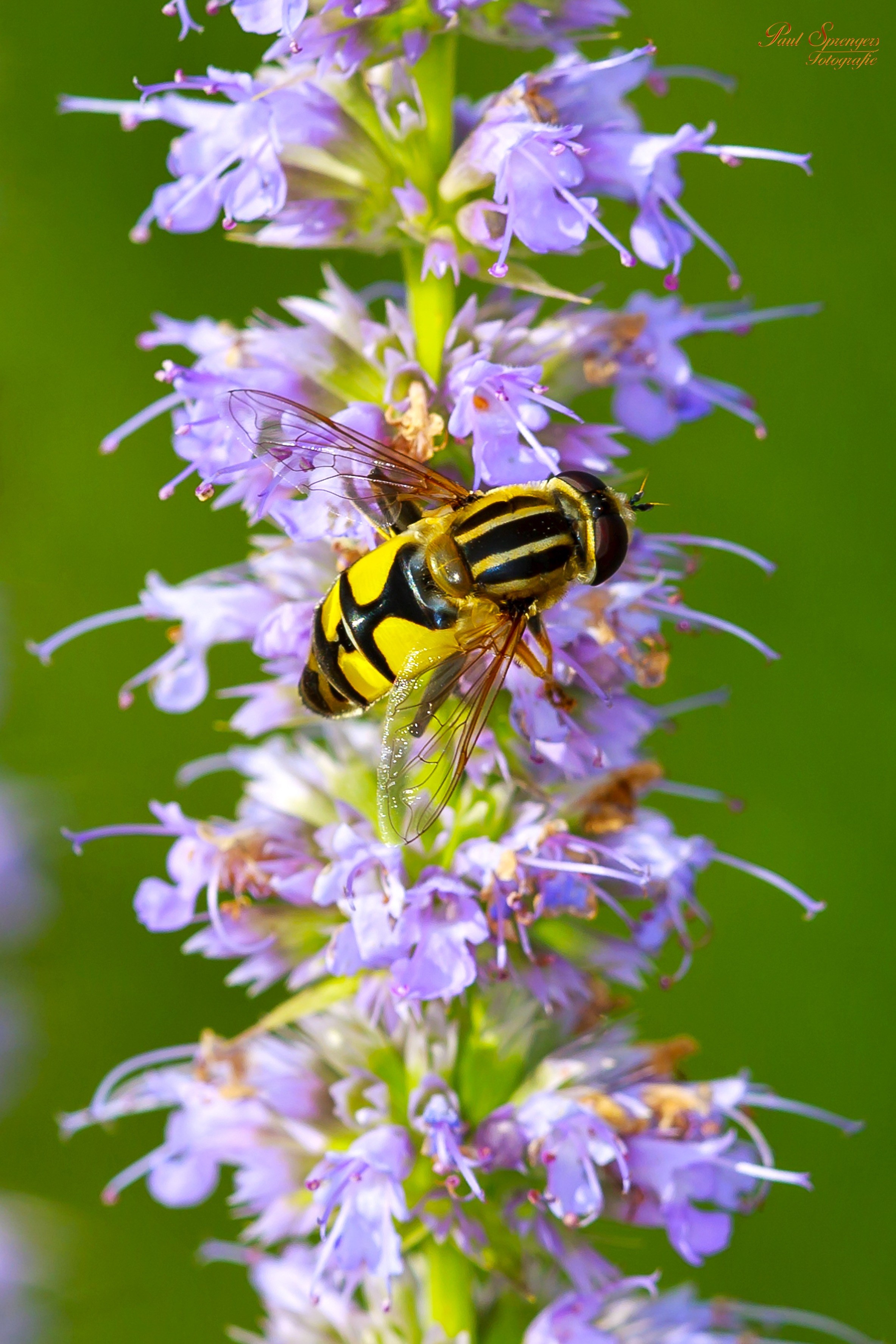 macro bug nature close up yellow flower wasp bee 4k, Phone HD Wallpaper
