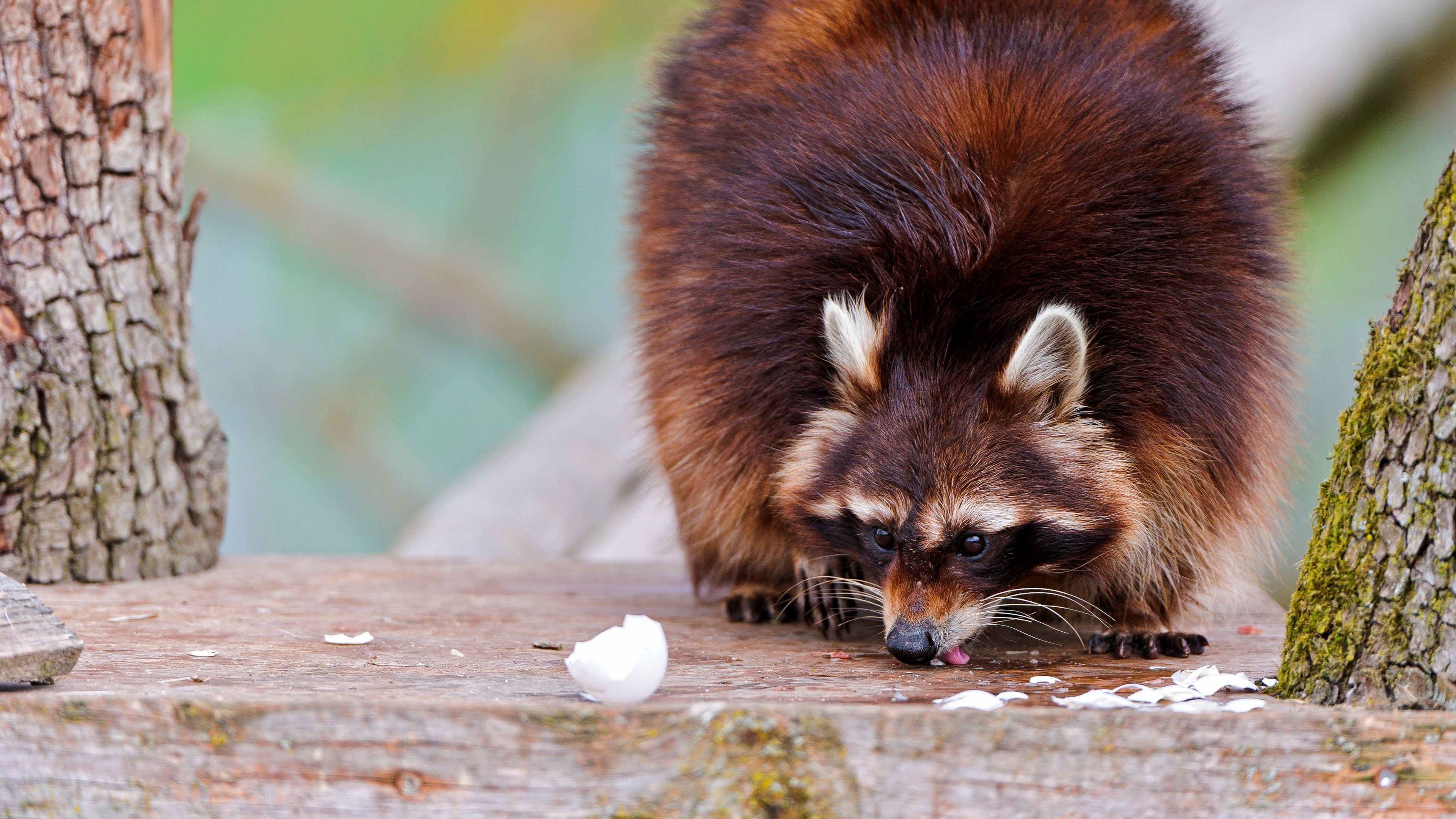 raccoons, fluffy, food, climbing, 4k, HD Wallpaper