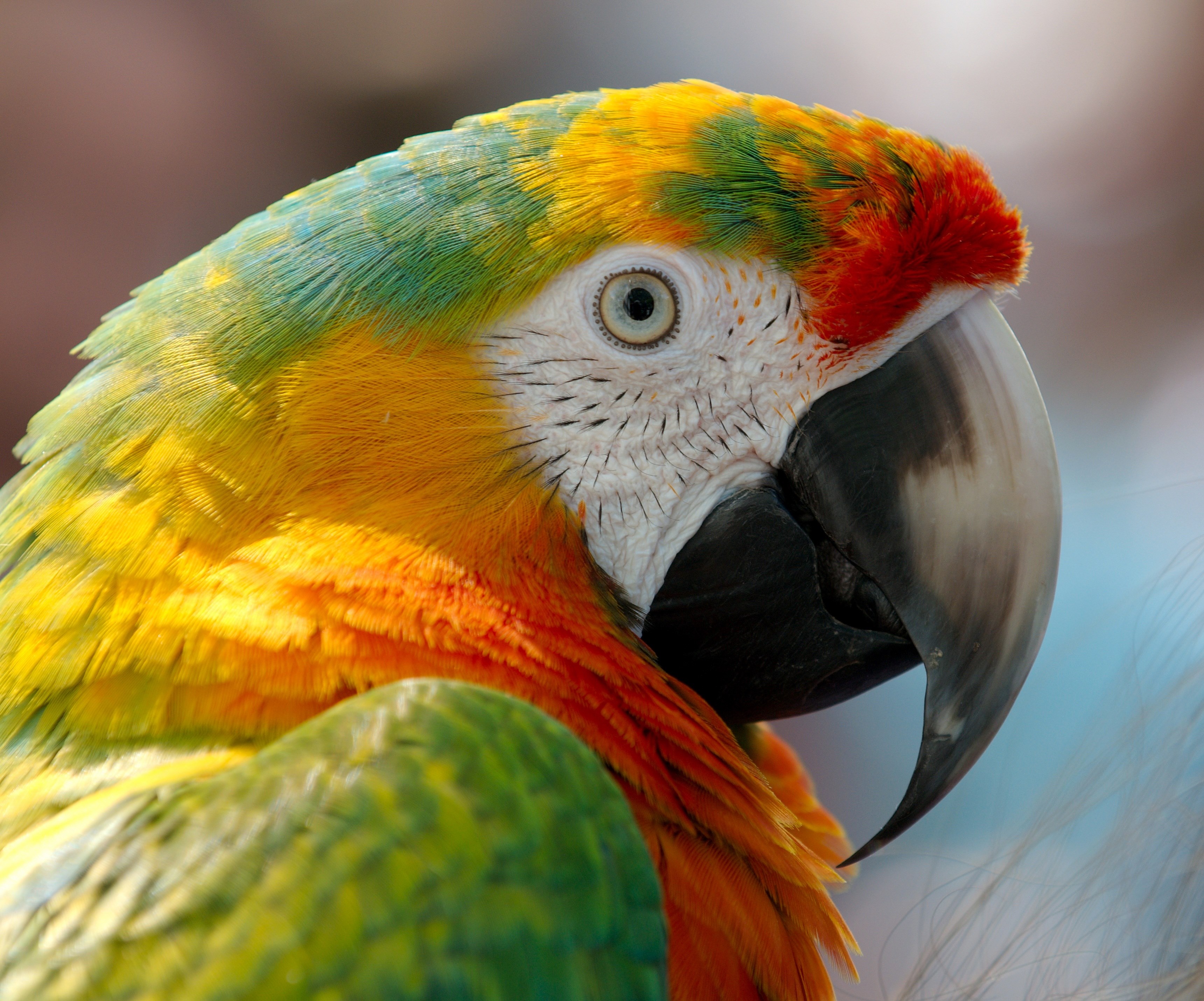 macaw parrot bird hybrid red green yellow orange 4k, HD Wallpaper