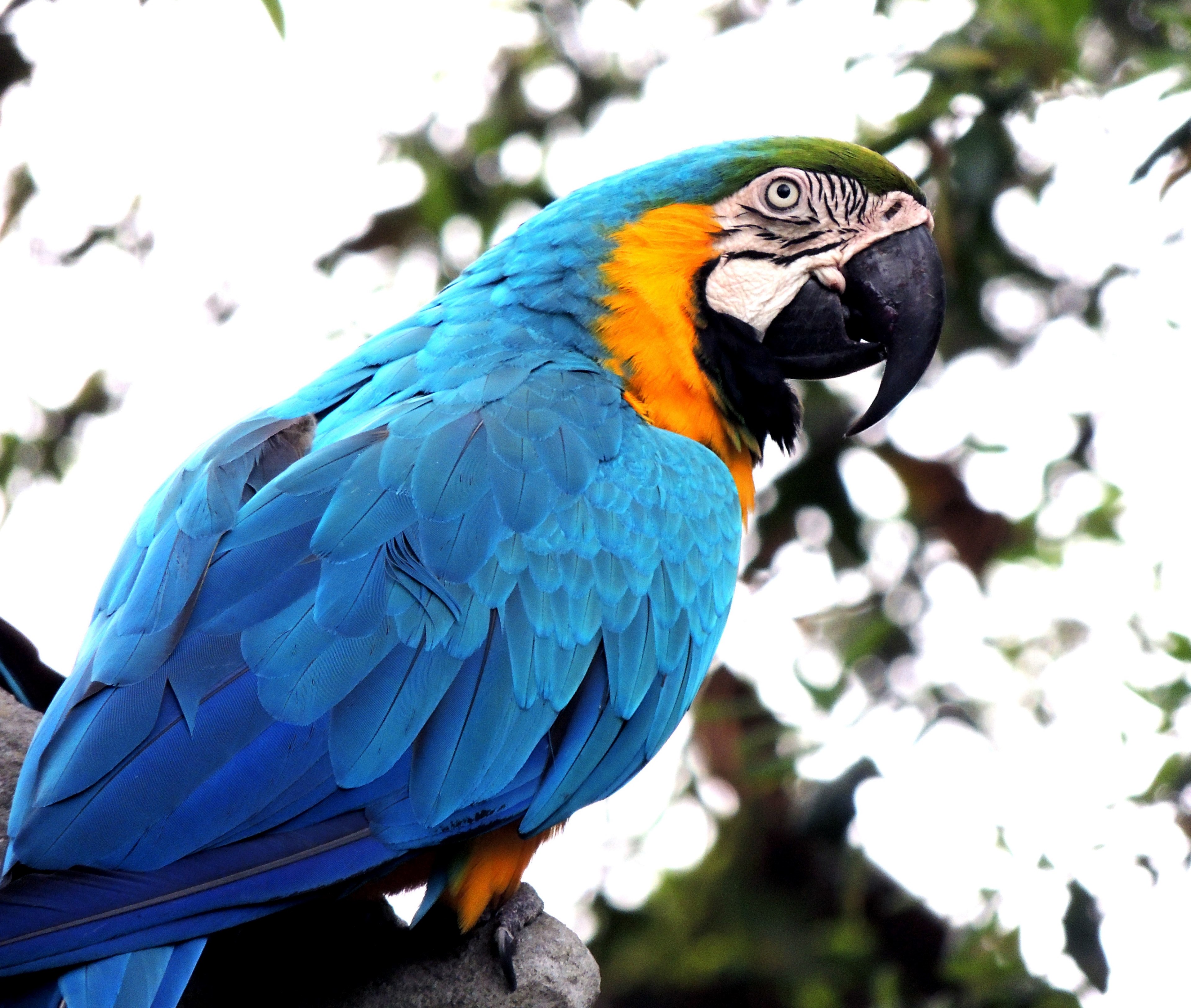 macaw parrot bird pet wildlife tropical colorful 4k, HD Wallpaper