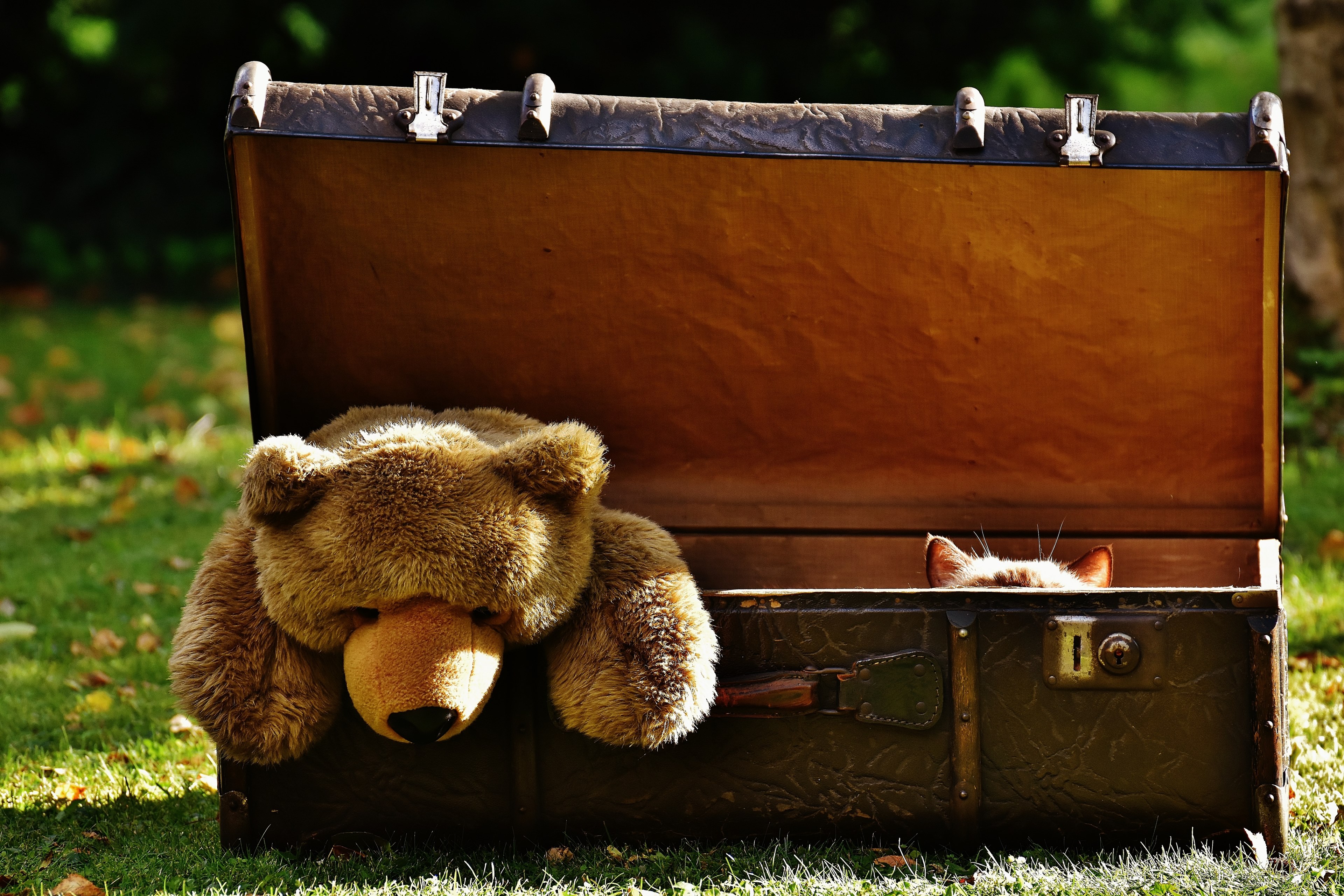 luggage antique teddy cat hidden soft toy 4k, HD Wallpaper