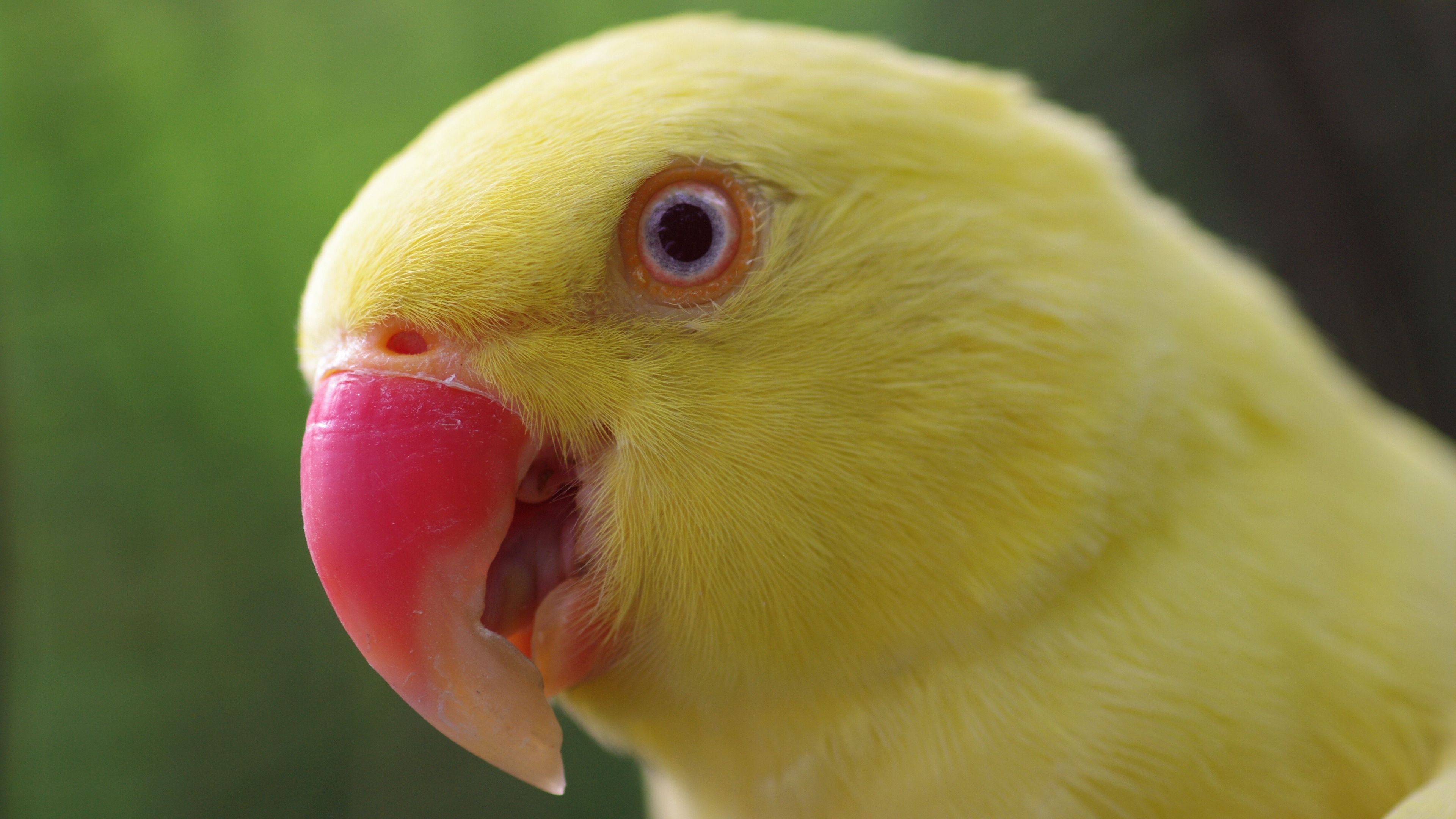 parrot, yellow, beak, color, 4k, HD Wallpaper